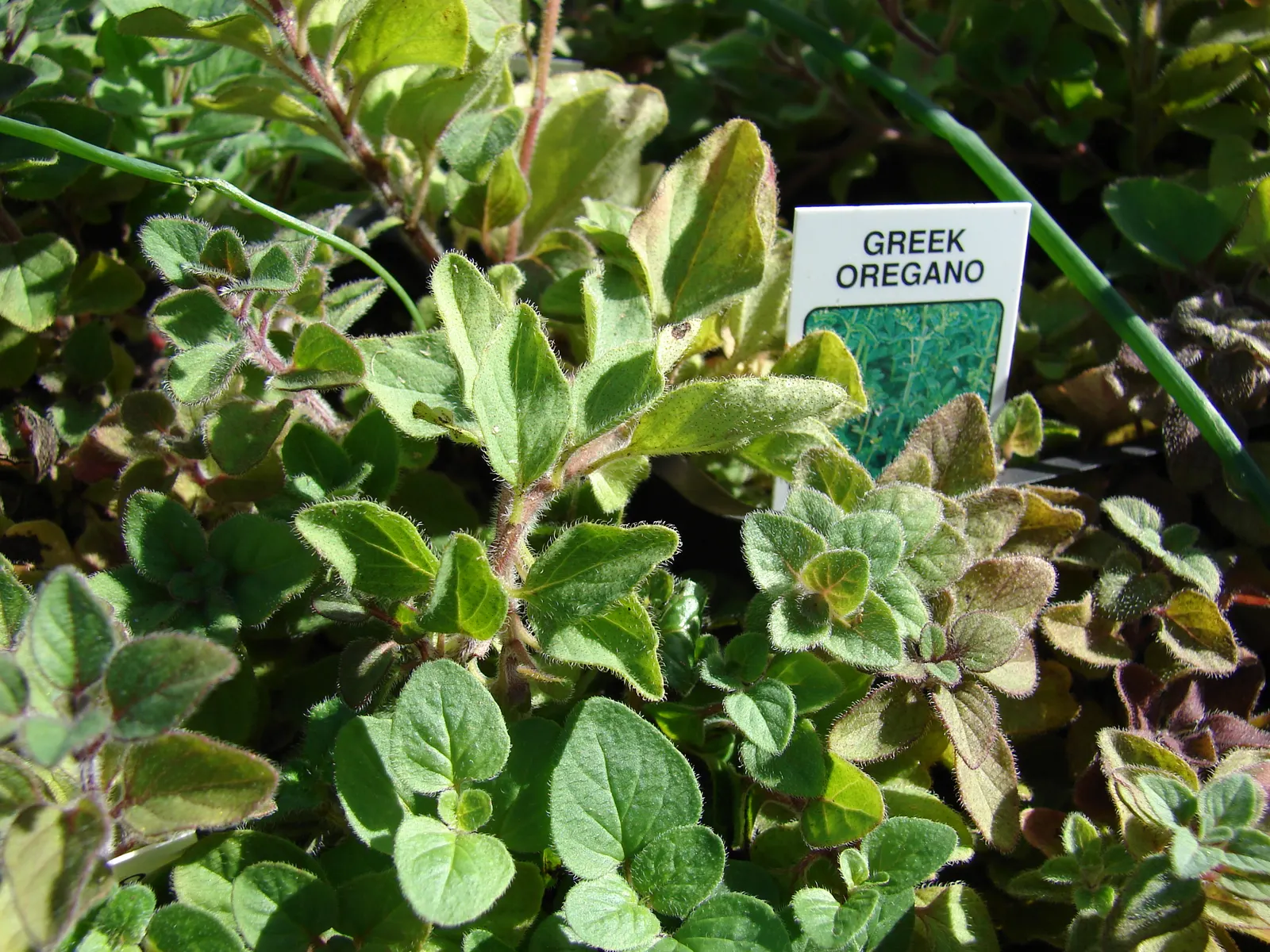 Oregano (Origanum Libanoticum) — Origanum libanoticum not only provides visual appeal but also attracts pollinators; herb / perennial for full, image 71