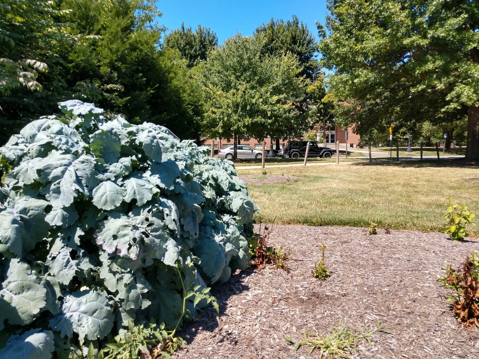 Oregano (Origanum Libanoticum) — commonly known as Lebanese Oregano or Hopflower Oregano; tolerant of drought once established, it thrives in well-drained soil