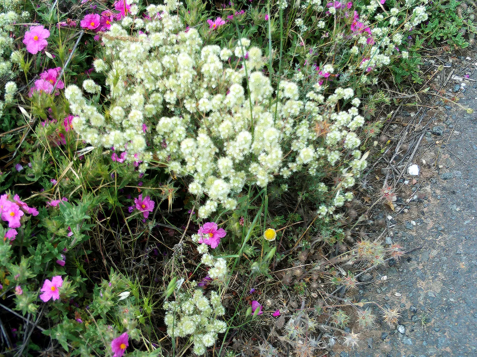 Oregano (Origanum Libanoticum) — with a grayish-green hue that offers a beautiful contrast against its summer flowers; which makes it an excellent, image 66