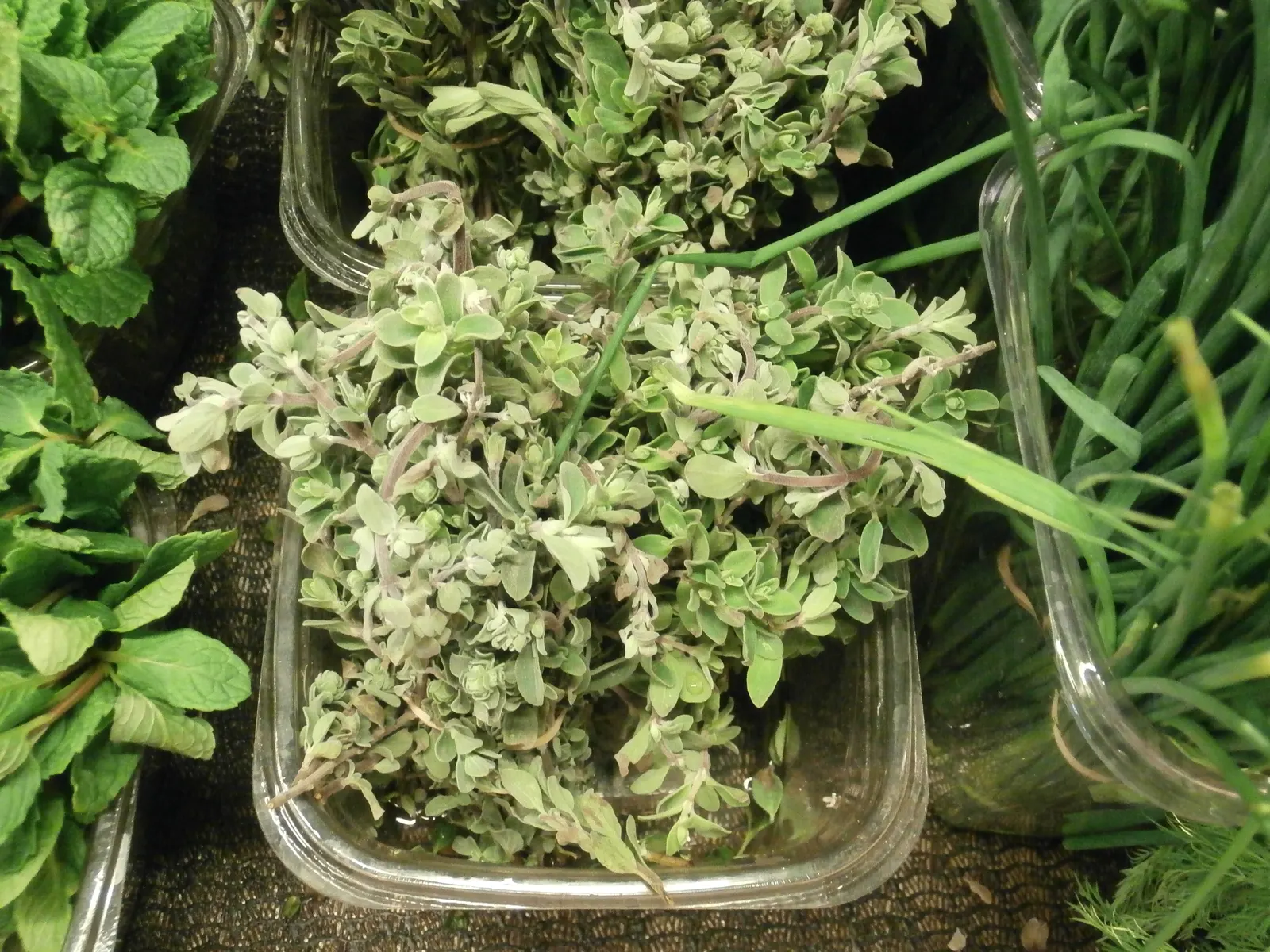 Oregano (Origanum Libanoticum) — making it particularly suited for raised beds; when teaching clients about their garden plants, image 63