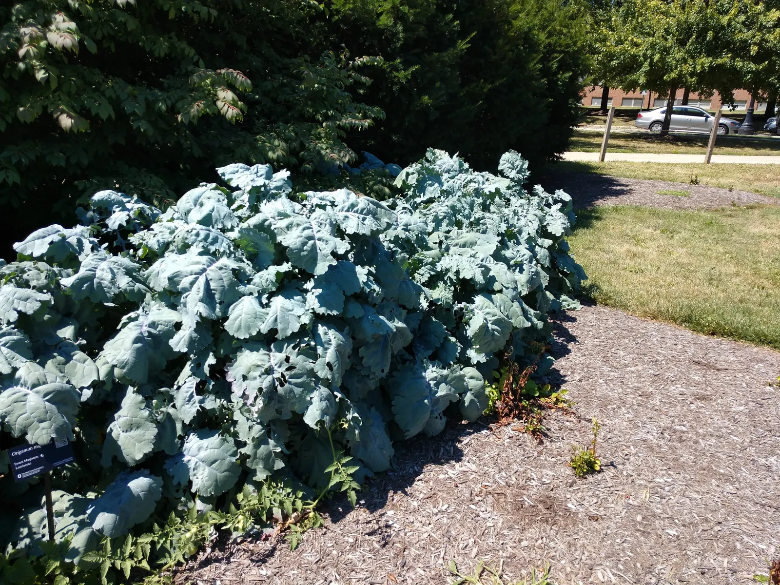 Oregano (Origanum Libanoticum) — ornamental and culinary value