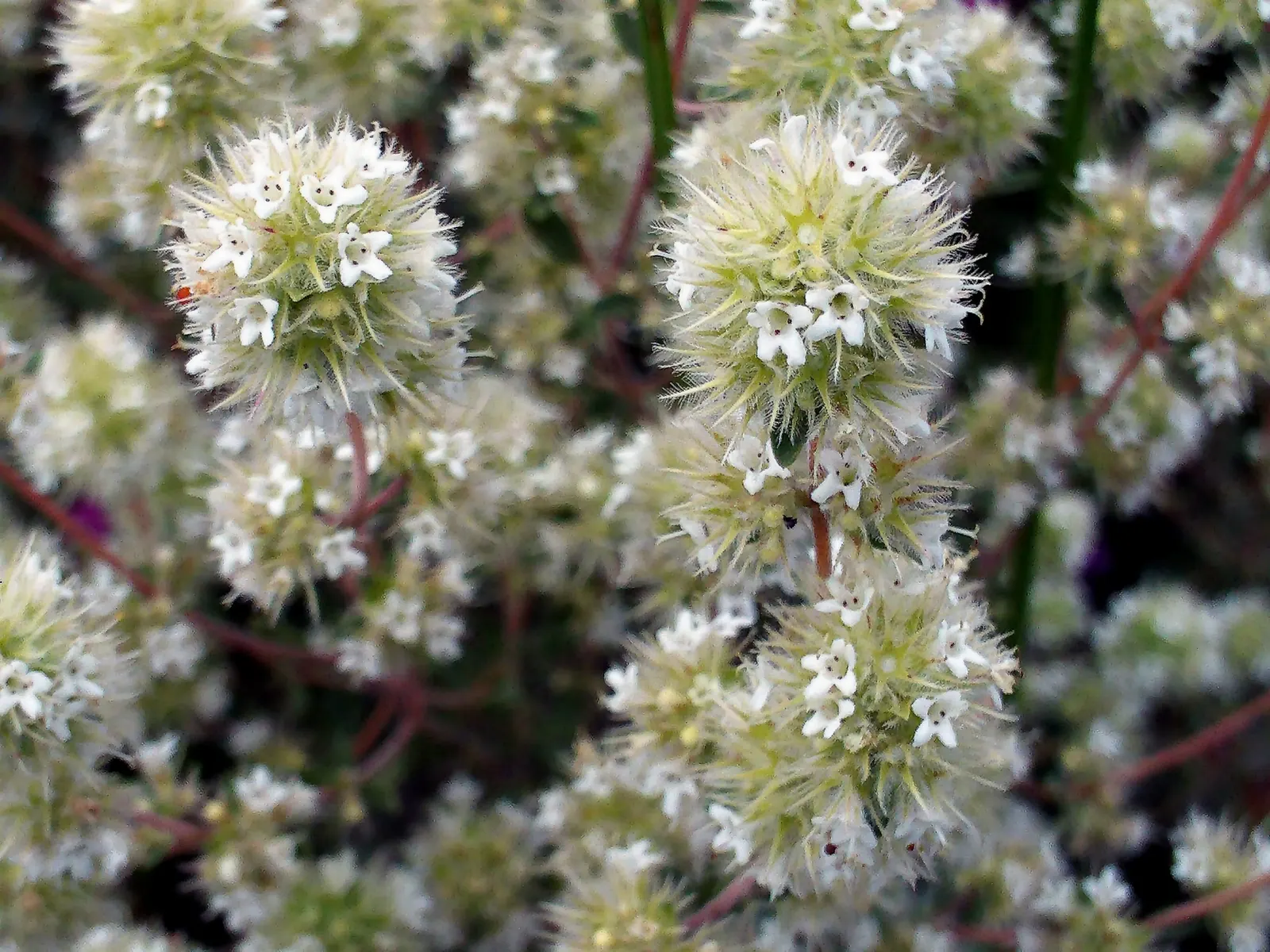Oregano (Origanum Libanoticum) — such as bees and butterflies; is a perennial herb native to the Middle East