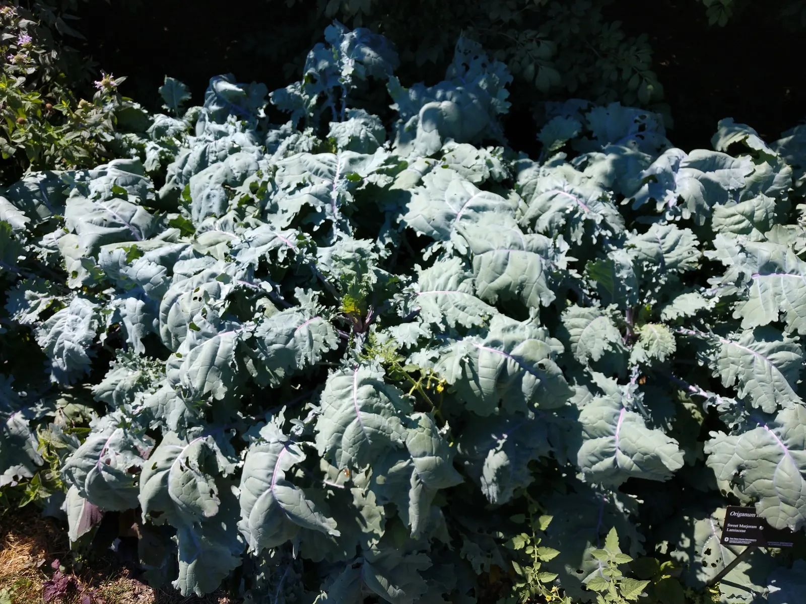 Oregano (Origanum Libanoticum) — where the full effect of its pendant blooms can be appreciated