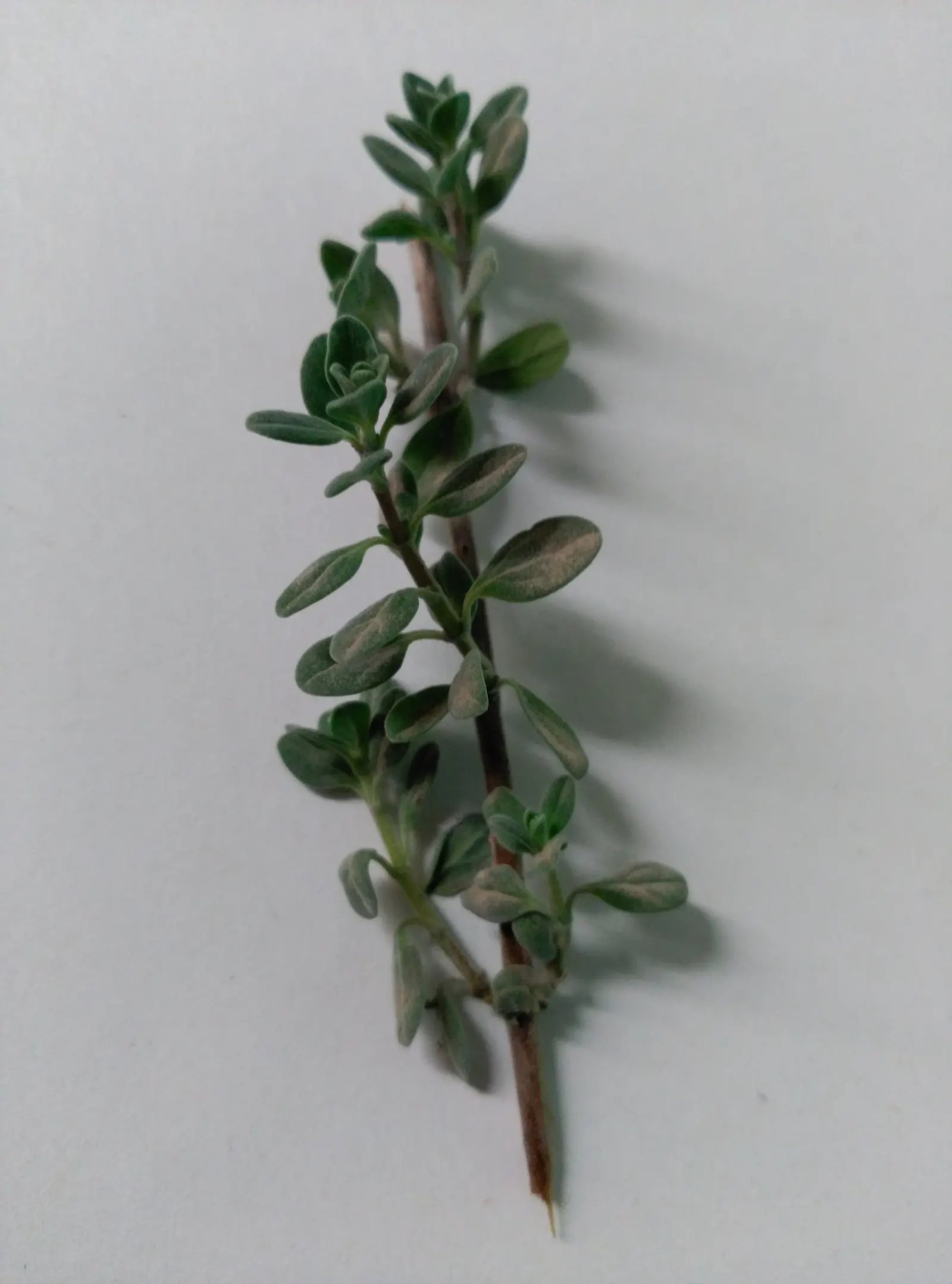 Oregano (Origanum Libanoticum) — featuring an enchanting cascade of dainty pink and white flowers that can be a standout in any garden; commonly, image 60