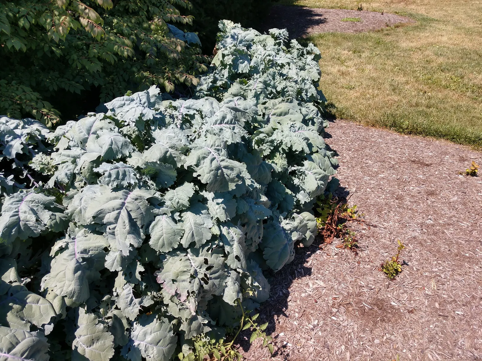 Oregano (Origanum Libanoticum) — It reaches up to 2 feet in width and 18 inches in height, flourishing in full sun to partial shade; drier climates.<br><br>As