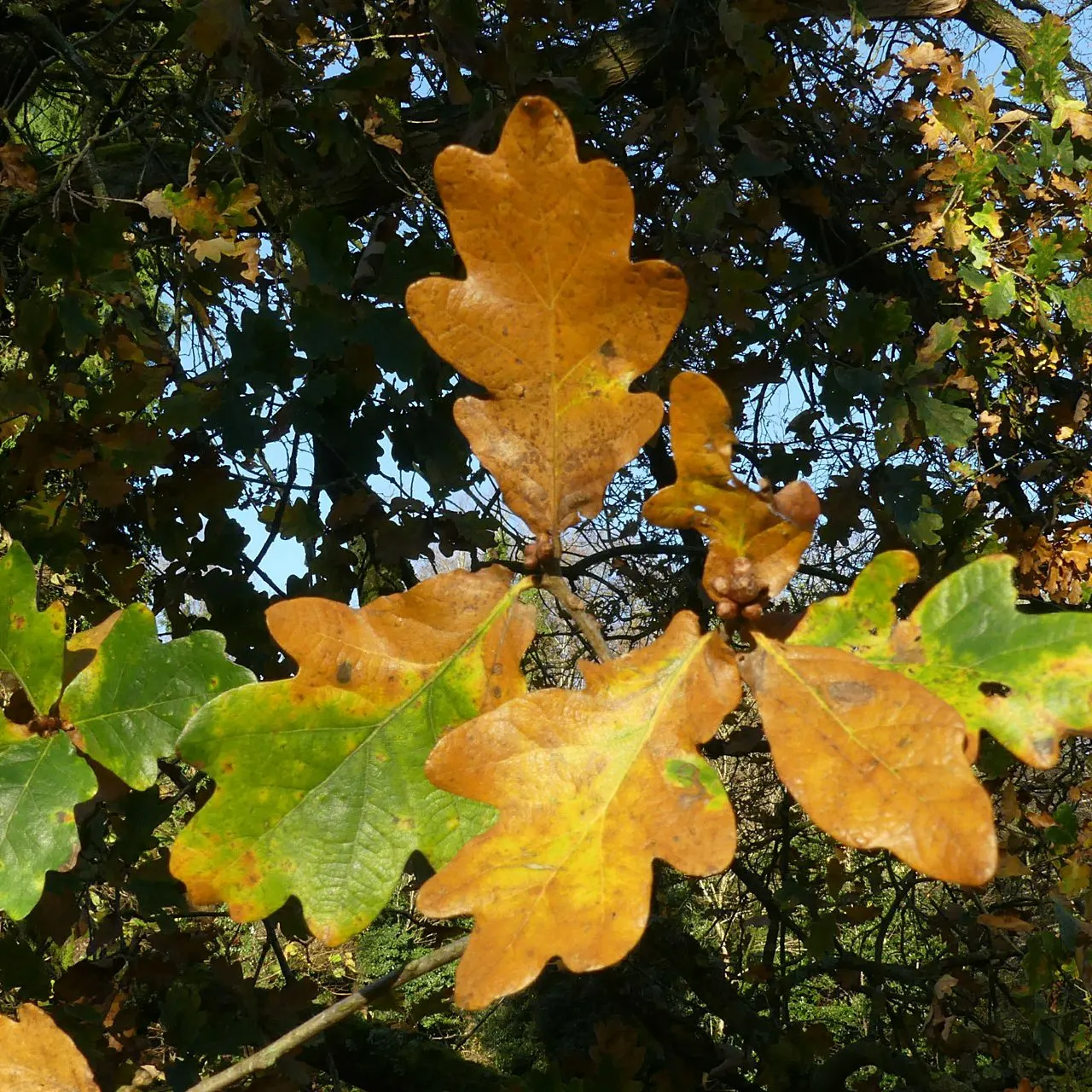 Maul Or Goldencup Oak, Canyon Live (Quercus Chrysolepis) — Acorns mature in two seasons, providing wildlife food; when integrating the Quercus chrysolepis into
