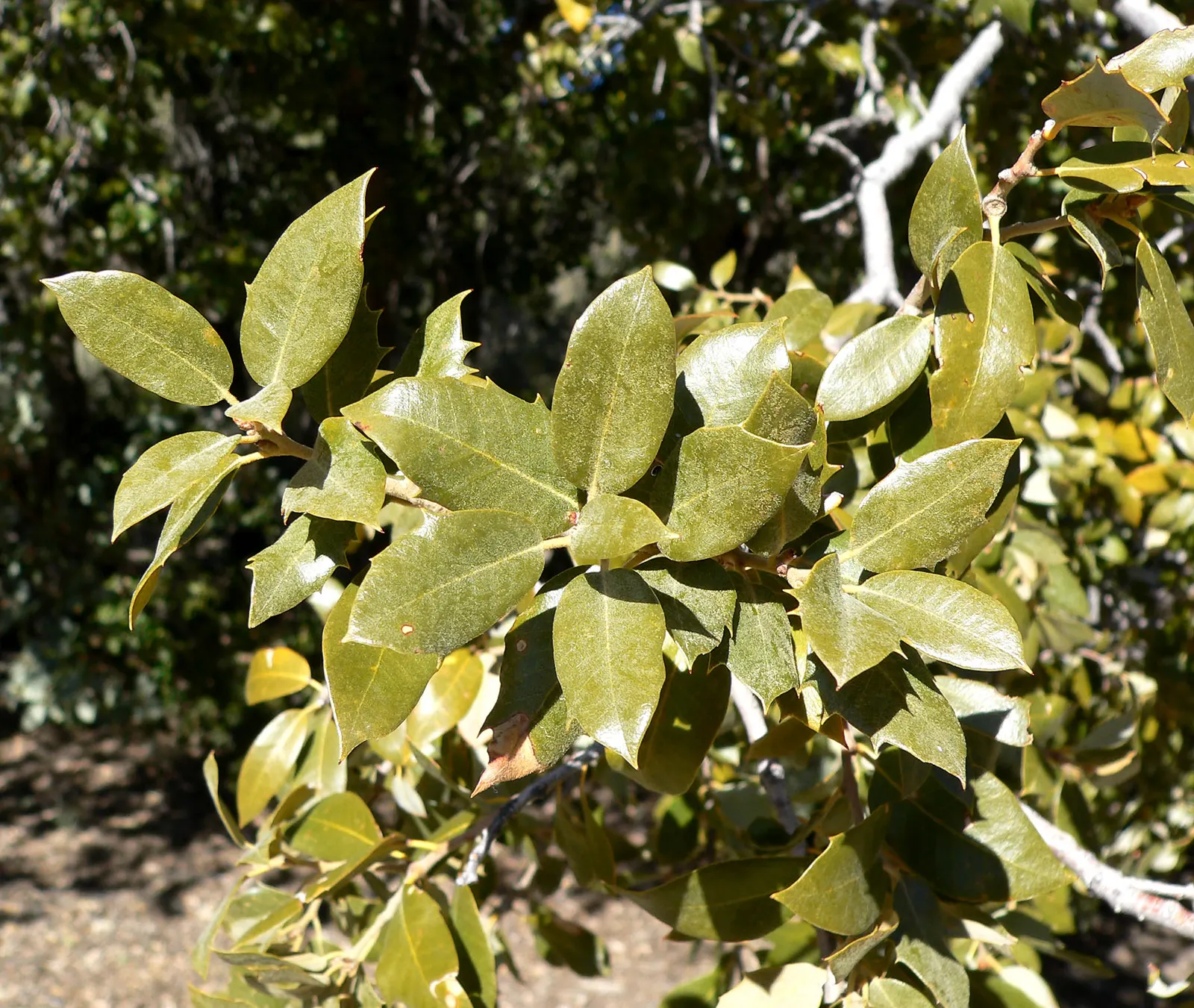 Maul Or Goldencup Oak, Canyon Live (Quercus Chrysolepis) — commonly referred to as the Canyon Live Oak