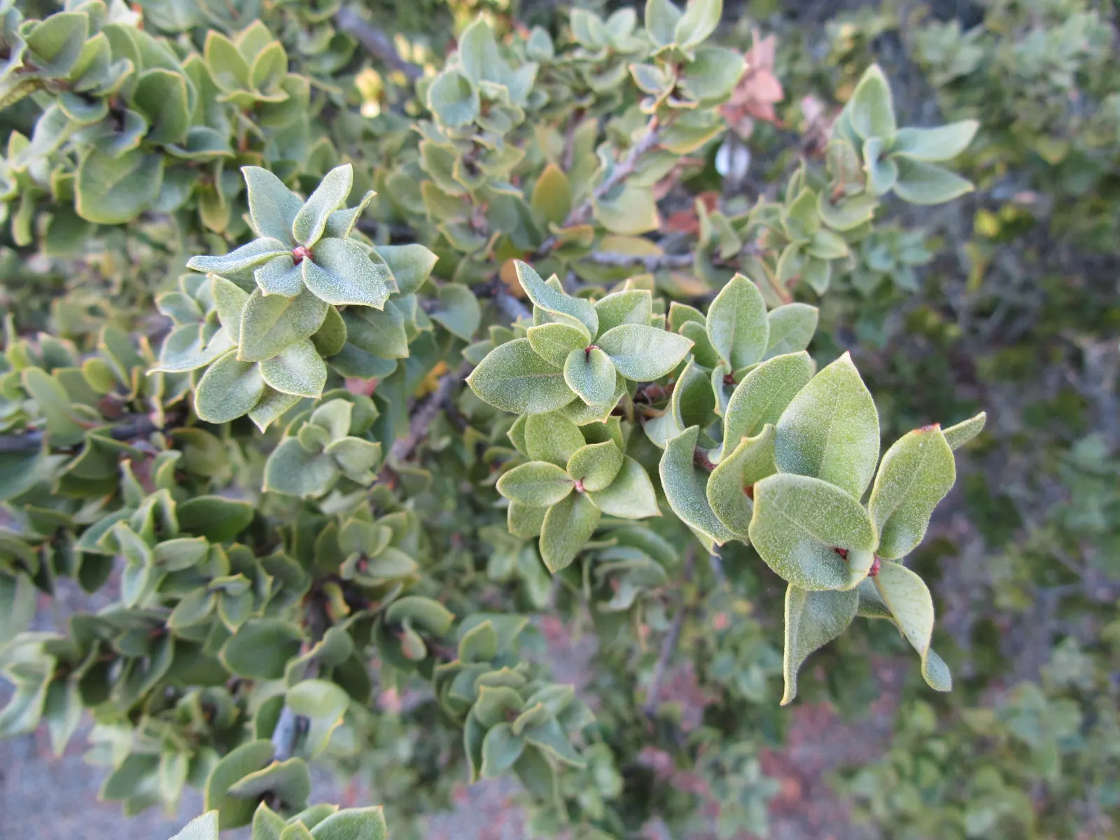 Maul Or Goldencup Oak, Canyon Live (Quercus Chrysolepis) — gracing your client's garden with its enduring beauty