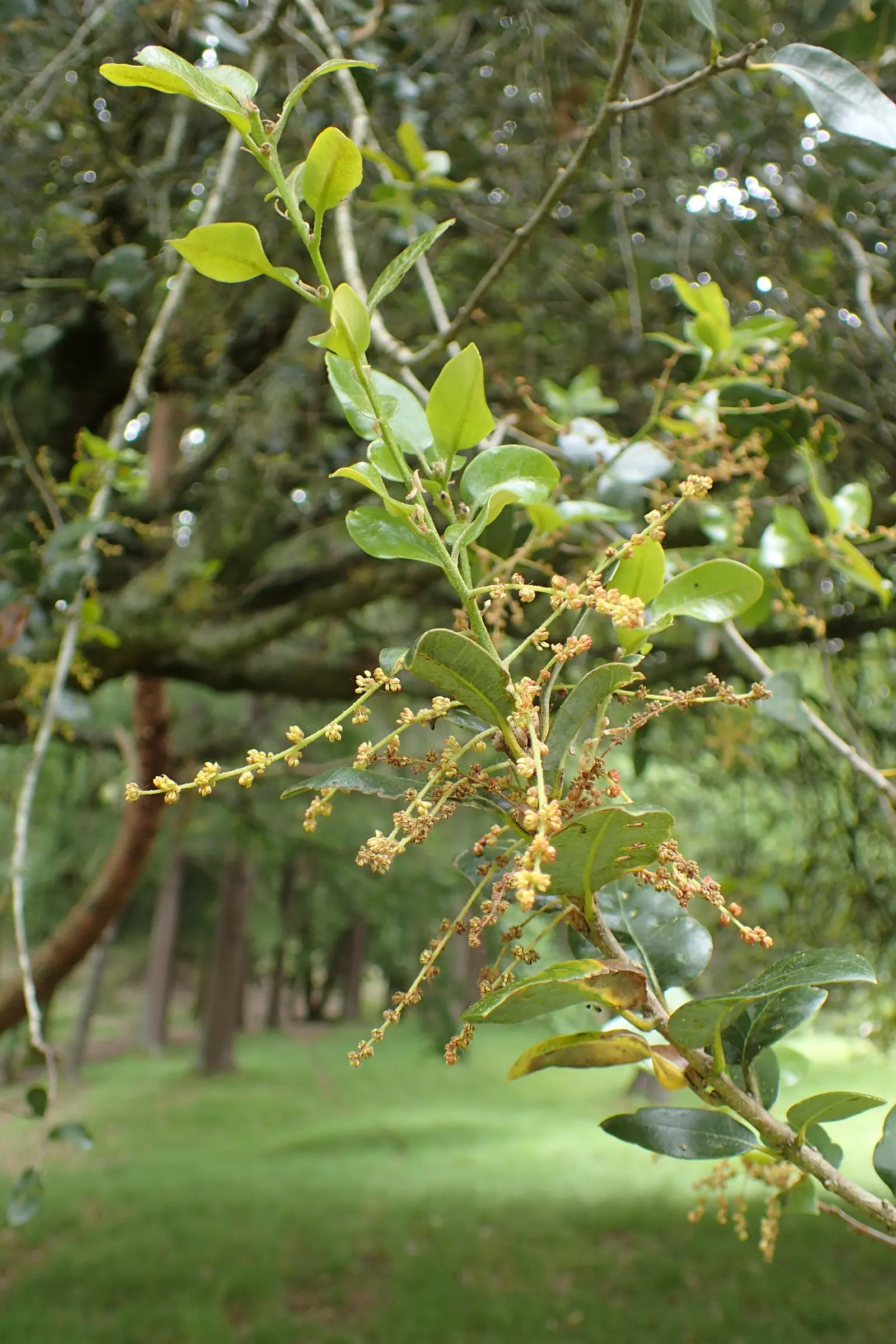 Maul Or Goldencup Oak, Canyon Live (Quercus Chrysolepis) — making it suitable for arid and semi-arid regions within USDA hardiness zones 7 to 9