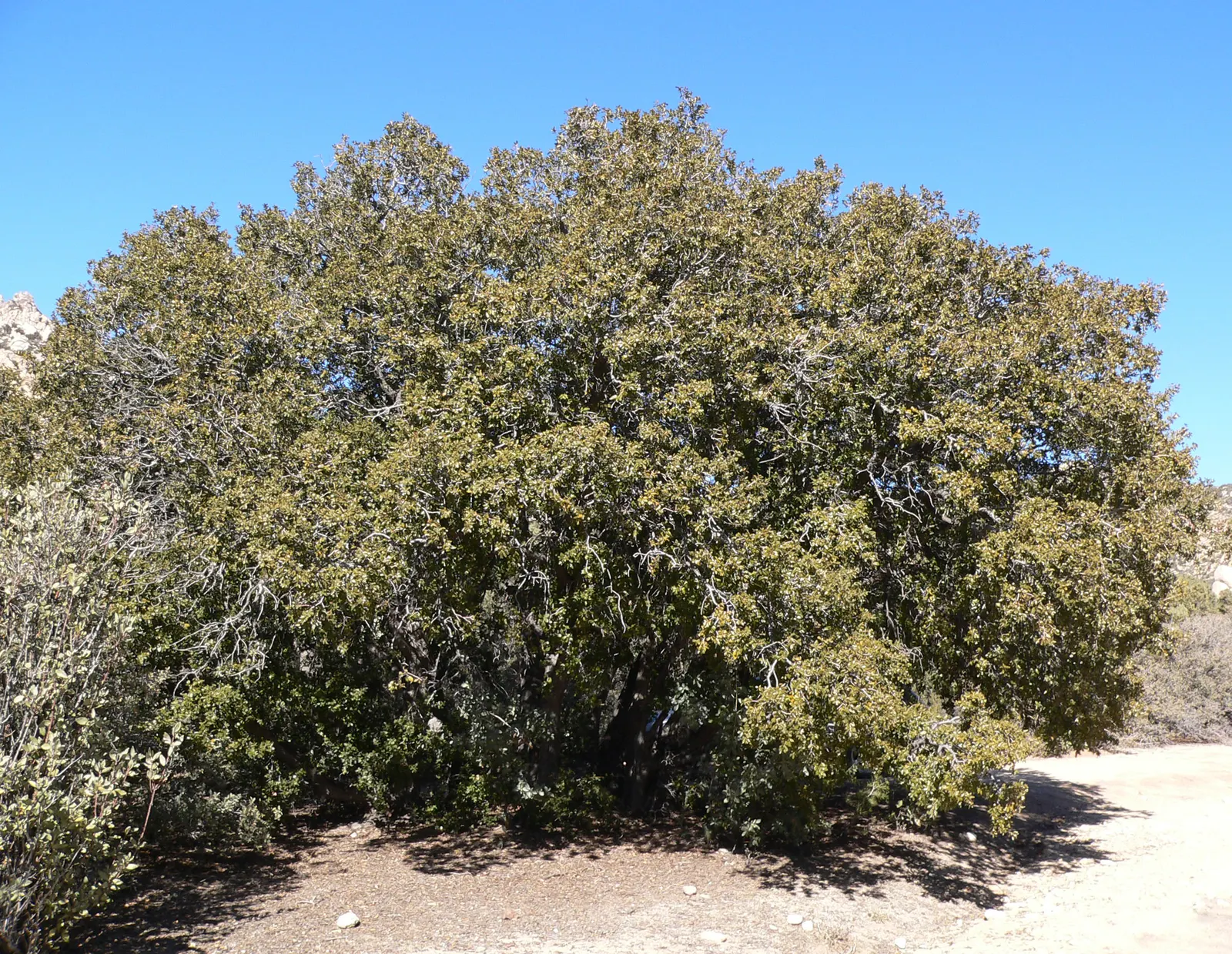 Maul Or Goldencup Oak, Canyon Live (Quercus Chrysolepis) — these trees produce acorns that are golden-brown