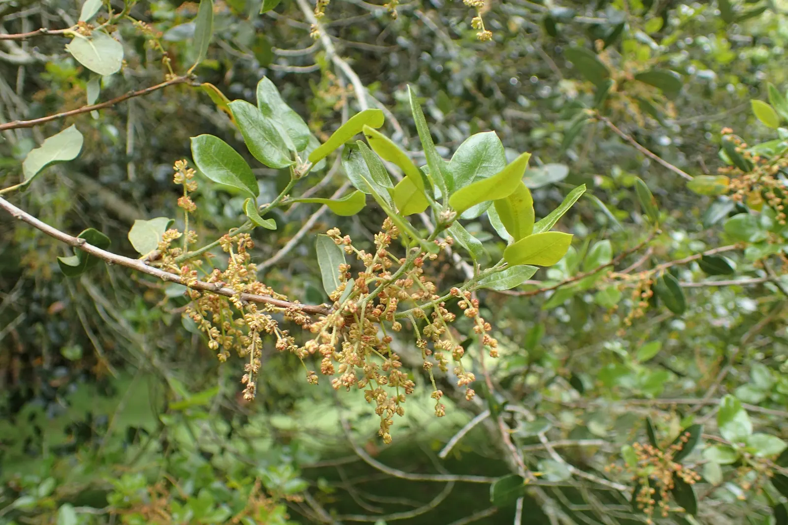 Maul Or Goldencup Oak, Canyon Live (Quercus Chrysolepis) — It's drought-tolerant, making it ideal for water-wise landscapes in USDA zones 7-10