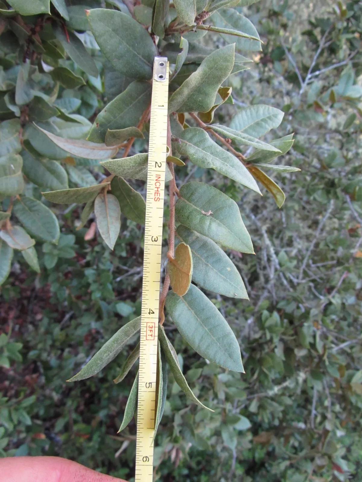 Maul Or Goldencup Oak, Canyon Live (Quercus Chrysolepis) — Quercus chrysolepis, commonly known as Canyon Live Oak or Maul Oak, is an evergreen with a broad