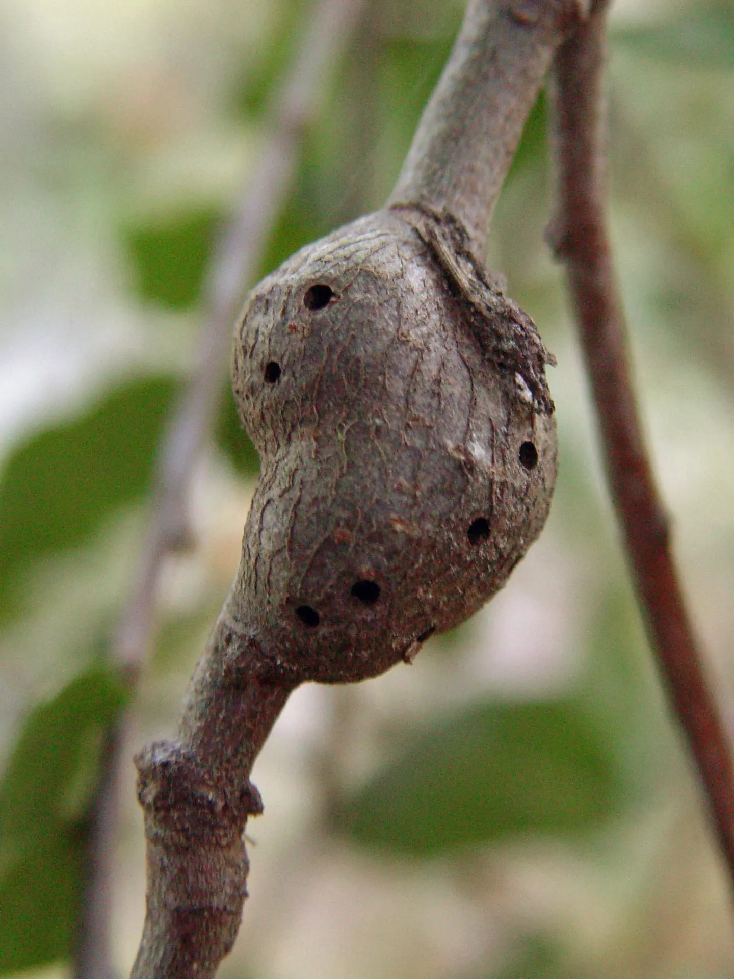 Maul Or Goldencup Oak, Canyon Live (Quercus Chrysolepis) — dark gray to black bark gives the tree an illustrious texture