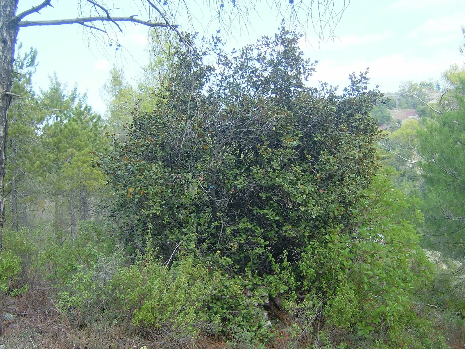 Maul Or Goldencup Oak, Canyon Live (Quercus Chrysolepis) — When integrating the Quercus chrysolepis into your landscape