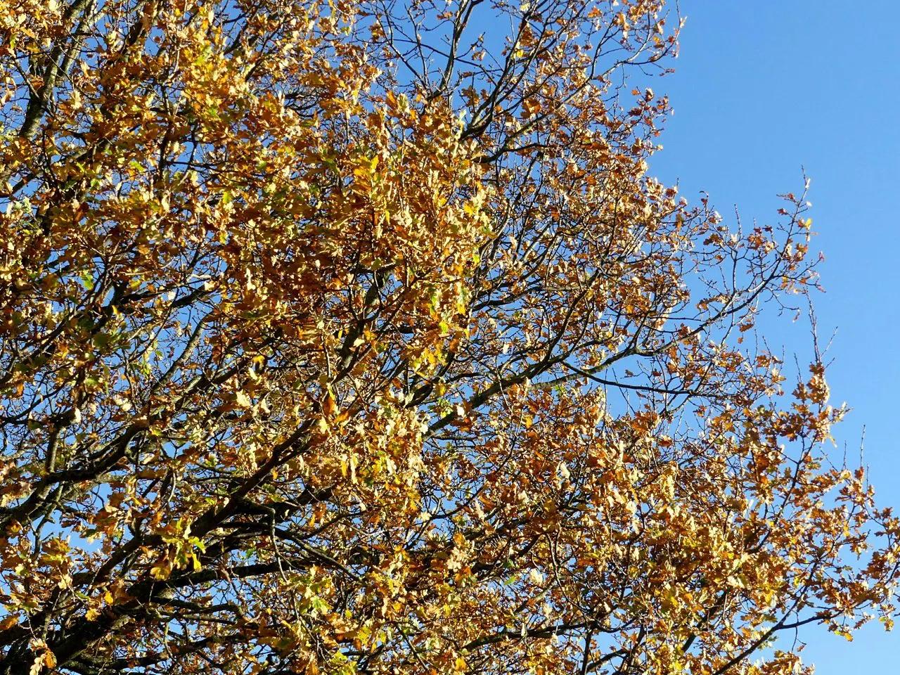 Maul Or Goldencup Oak, Canyon Live (Quercus Chrysolepis) — mature specimens reach heights of 30 to 70 feet and can spread 30 to 50 feet wide