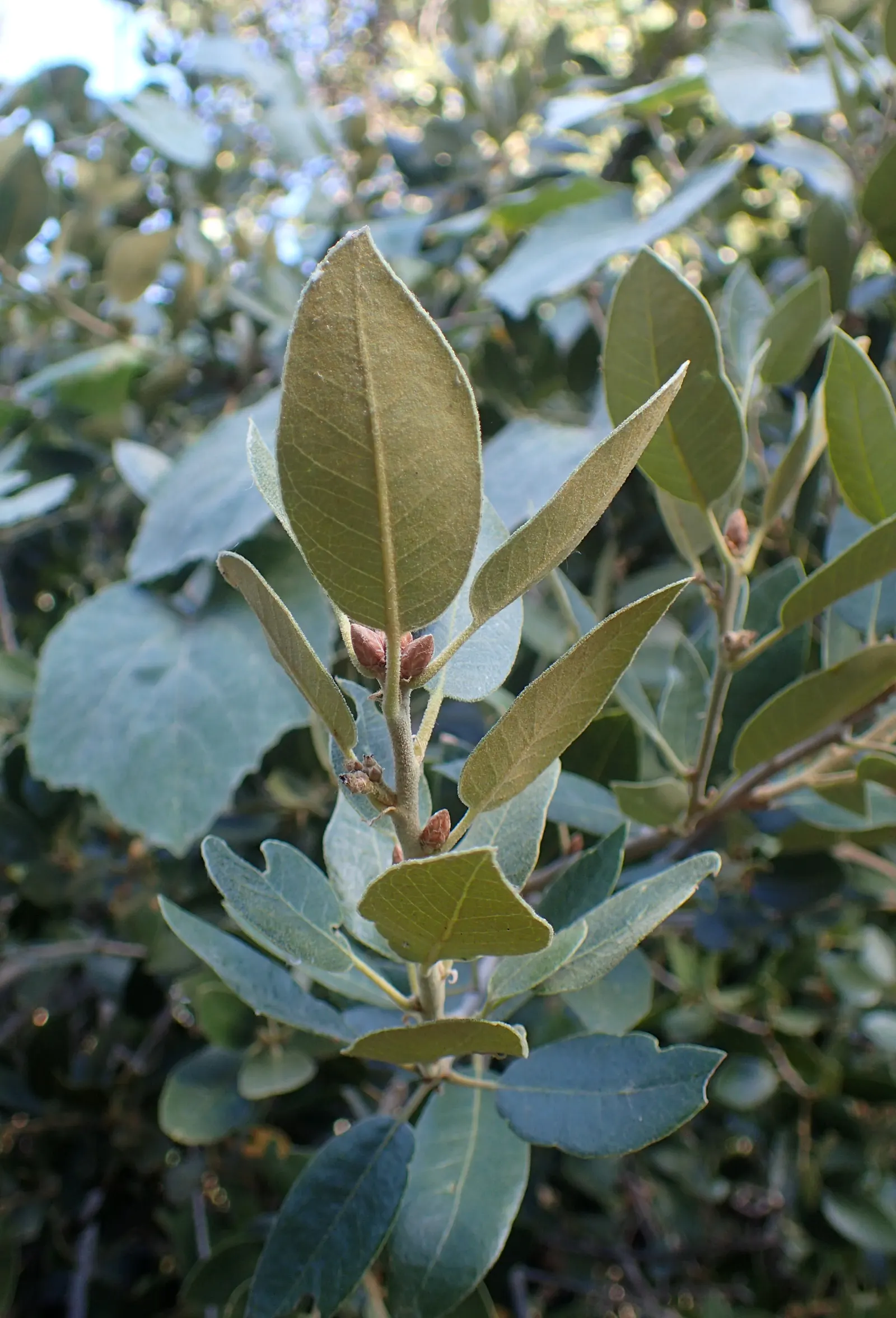 Maul Or Goldencup Oak, Canyon Live (Quercus Chrysolepis) — This oak thrives in well-drained soils, reaching 30-70 feet tall and up to 50 feet wide; its leaves