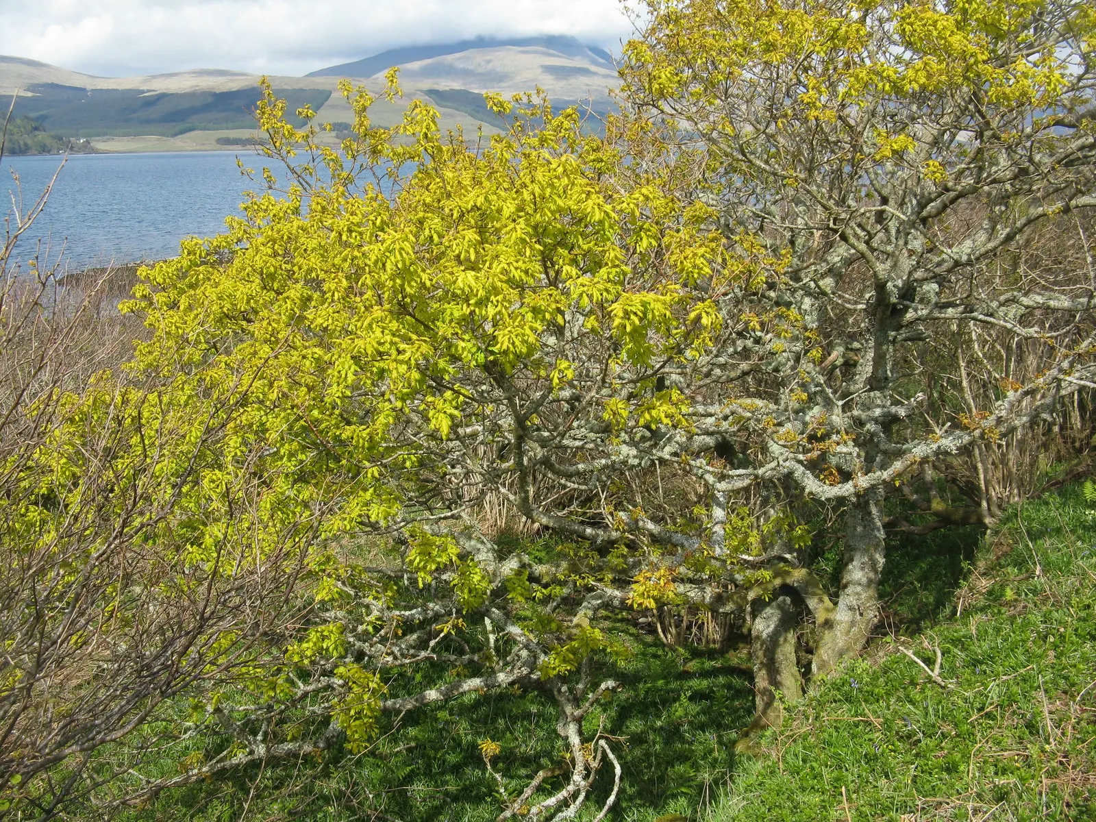 Maul Or Goldencup Oak, Canyon Live (Quercus Chrysolepis) — preferring well-drained soils but capable of adapting to different soil types