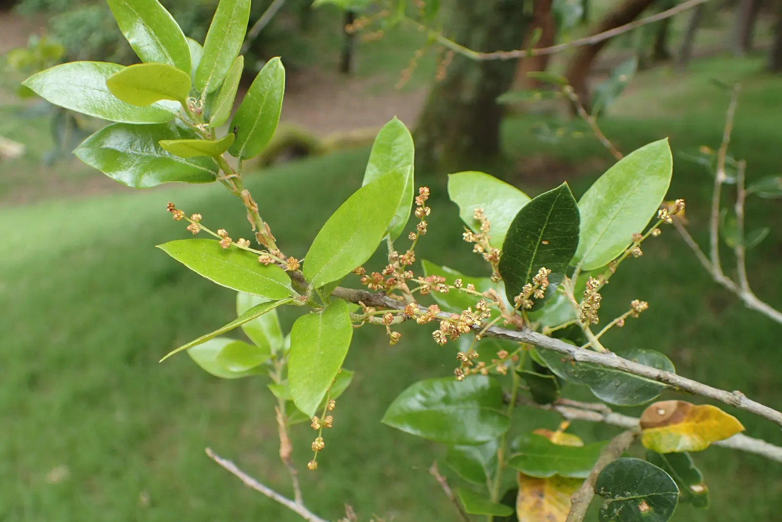 Maul Or Goldencup Oak, Canyon Live (Quercus Chrysolepis) — shrub / tree for full or half
