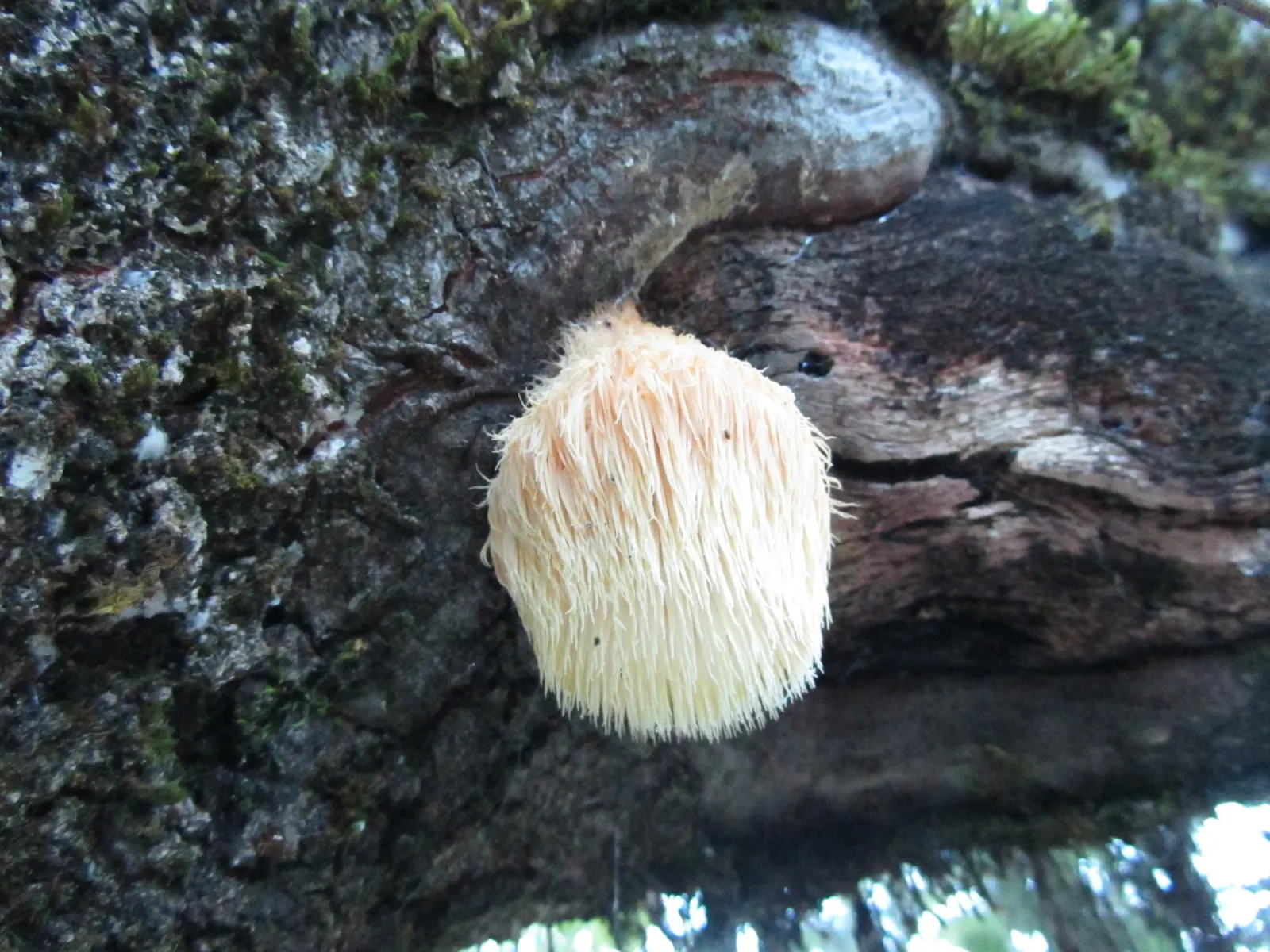 Maul Or Goldencup Oak, Canyon Live (Quercus Chrysolepis) — It's also drought-tolerant once established