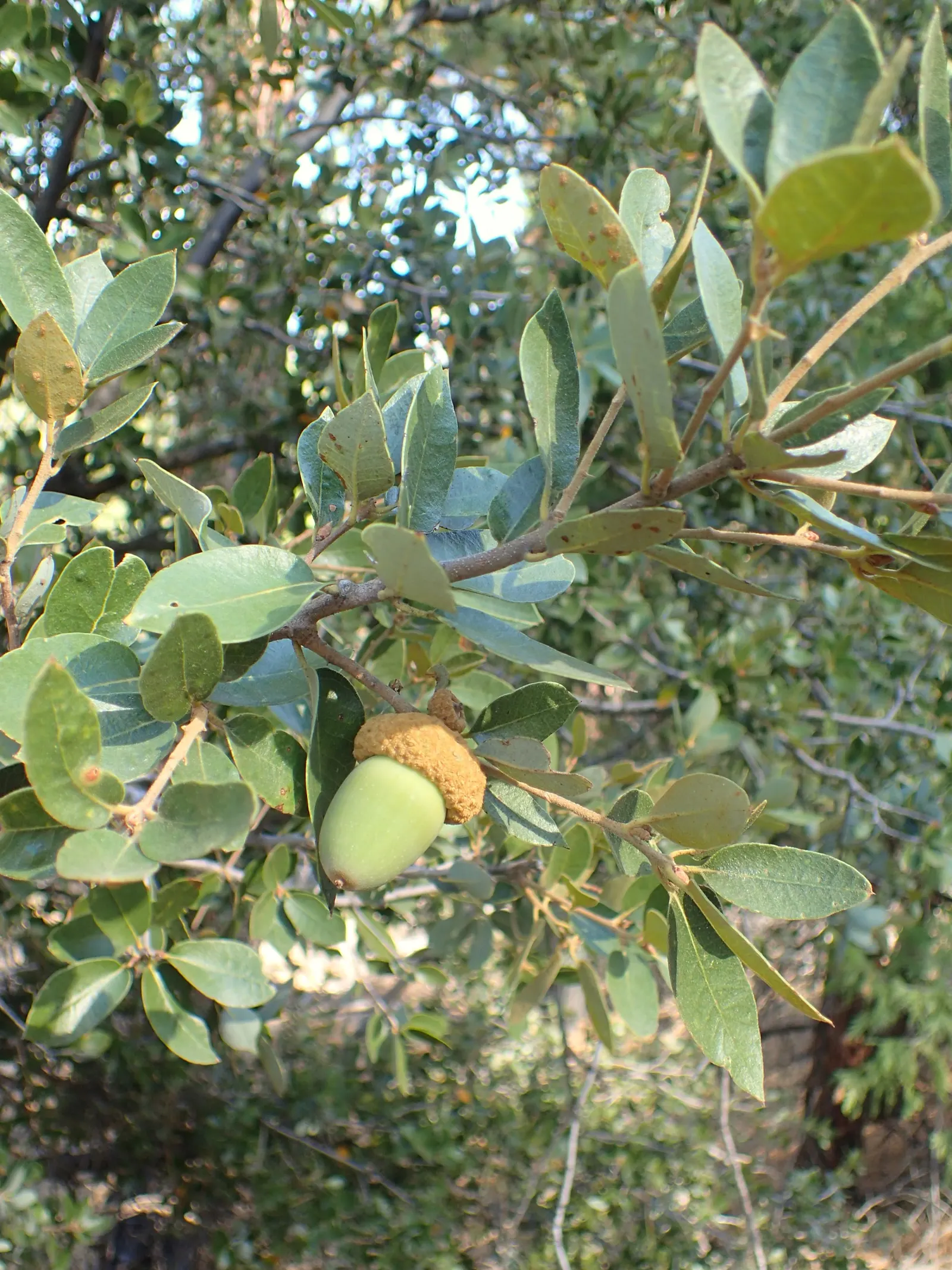 Maul Or Goldencup Oak, Canyon Live (Quercus Chrysolepis) — Providing a natural oak woodland feel