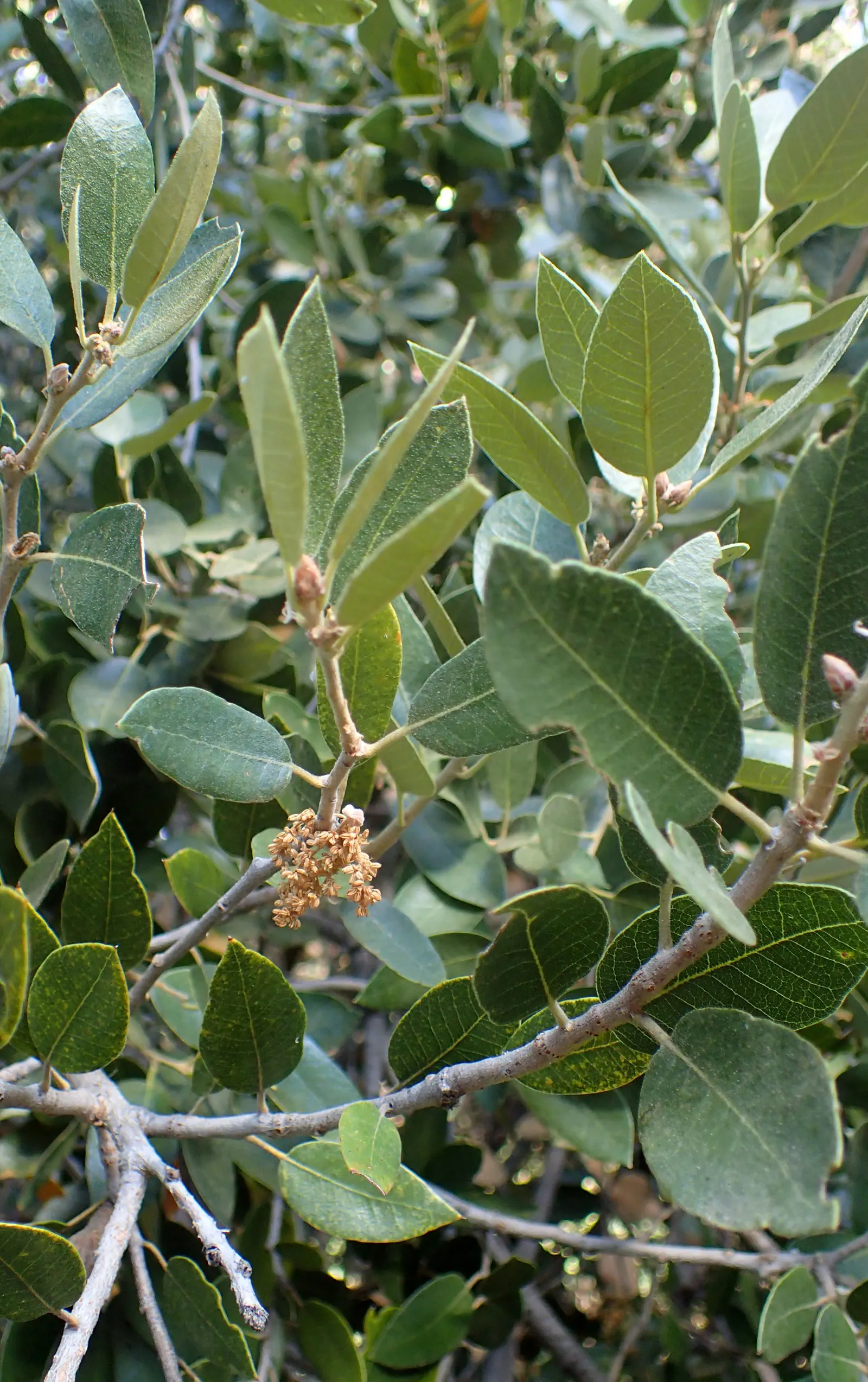 Maul Or Goldencup Oak, Canyon Live (Quercus Chrysolepis) — Its leaves are glossy, dark green, typically 1-3 inches long with a golden underside; these trees