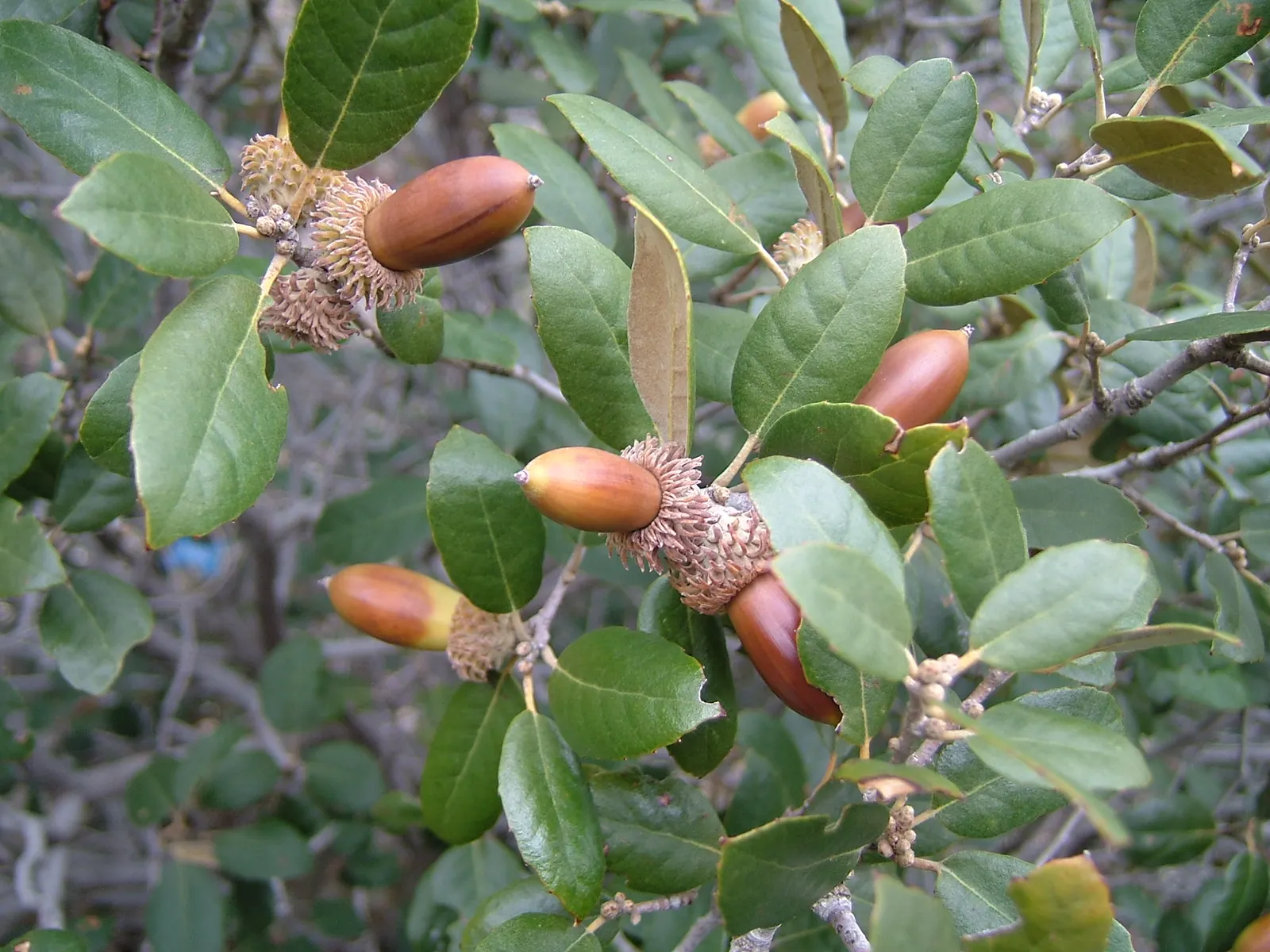 Maul Or Goldencup Oak, Canyon Live (Quercus Chrysolepis) — this tree can be a central feature or a valuable part of a mixed-species composition