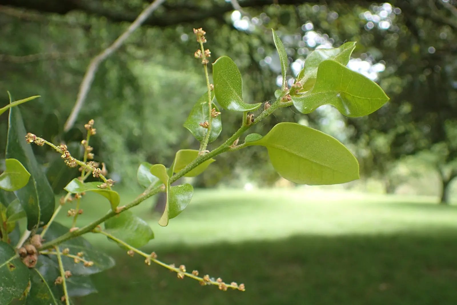 Maul Or Goldencup Oak, Canyon Live (Quercus Chrysolepis) — Its leaves are glossy, dark green, typically 1-3 inches long with a golden underside
