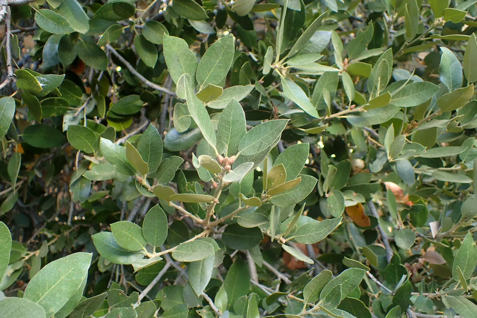 Maul Or Goldencup Oak, Canyon Live (Quercus Chrysolepis) — It's drought-tolerant, making it ideal for water-wise landscapes in USDA zones 7-10; the Canyon Live