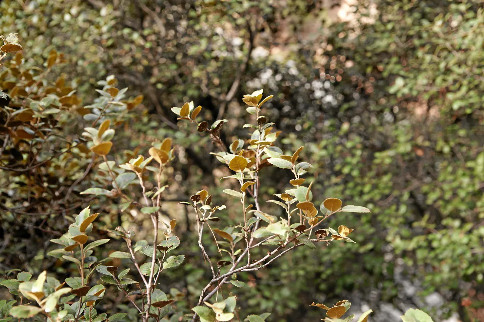 Maul Or Goldencup Oak, Canyon Live (Quercus Chrysolepis) — commonly referred to as the Canyon Live Oak; it's also drought-tolerant once established