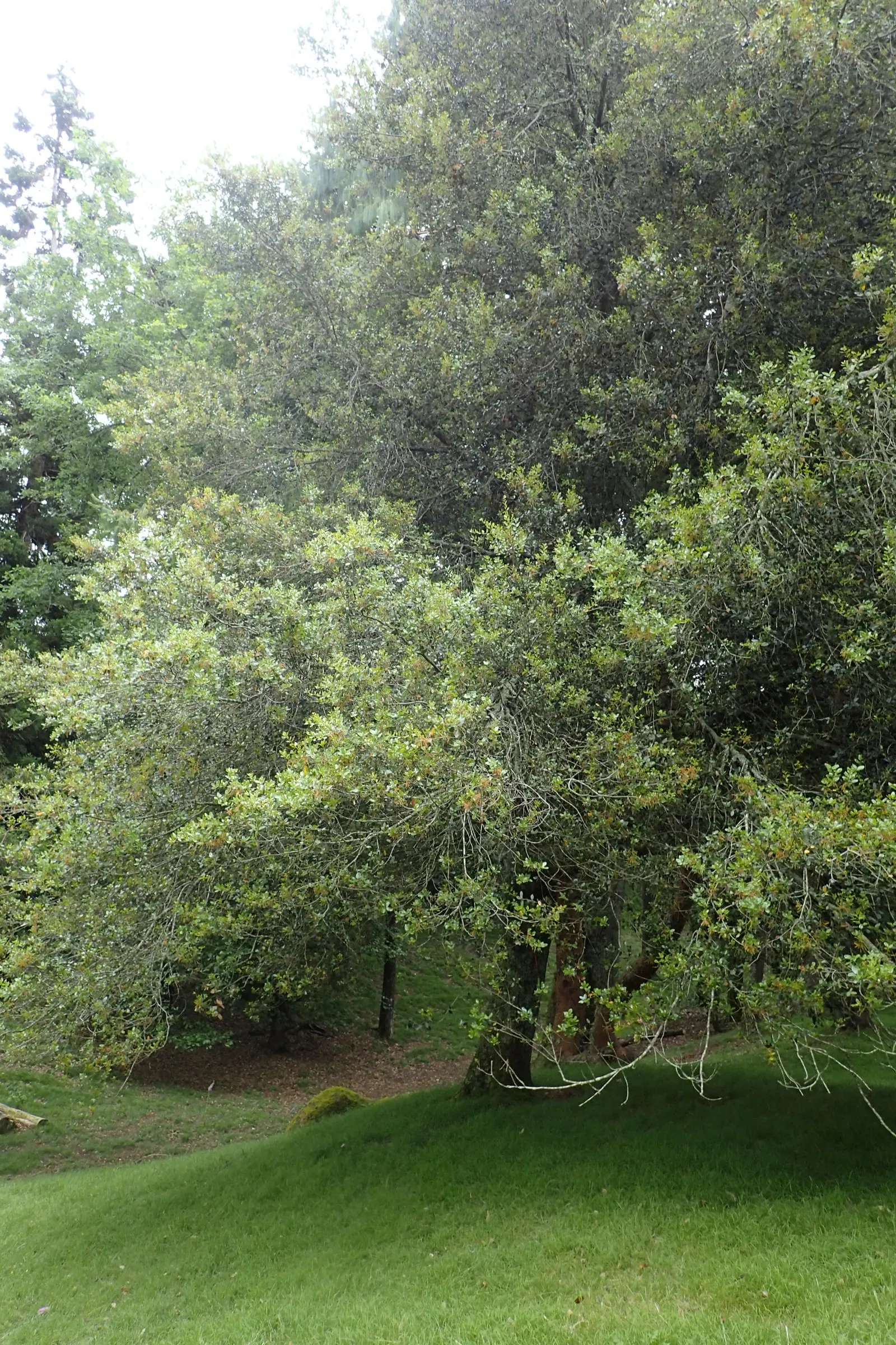 Maul Or Goldencup Oak, Canyon Live (Quercus Chrysolepis) — Quercus chrysolepis, commonly known as Canyon Live Oak or Maul Oak, is an evergreen with, image 24