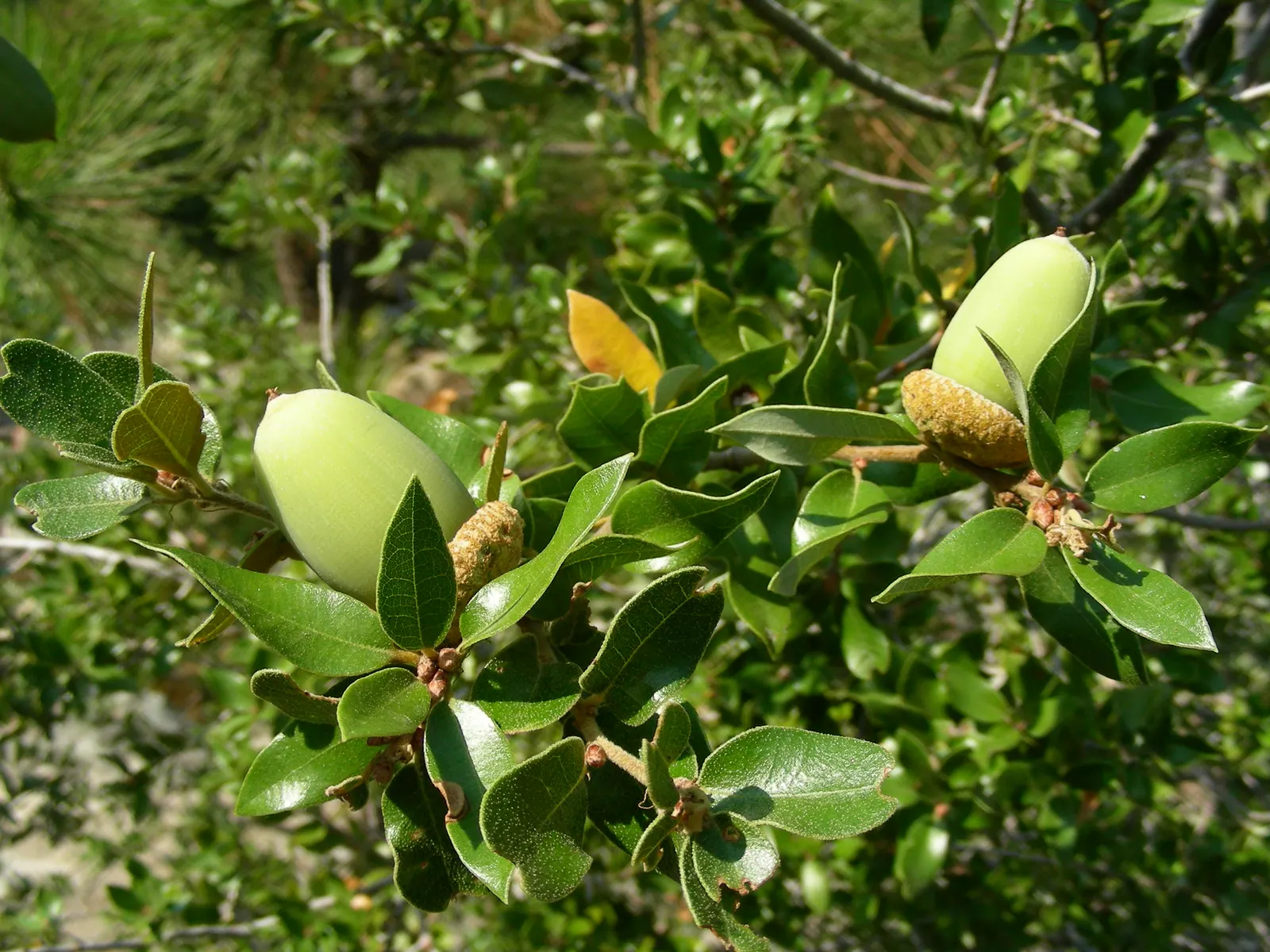 Maul Or Goldencup Oak, Canyon Live (Quercus Chrysolepis) — consider its ample shade provision and potential interaction with surrounding flora