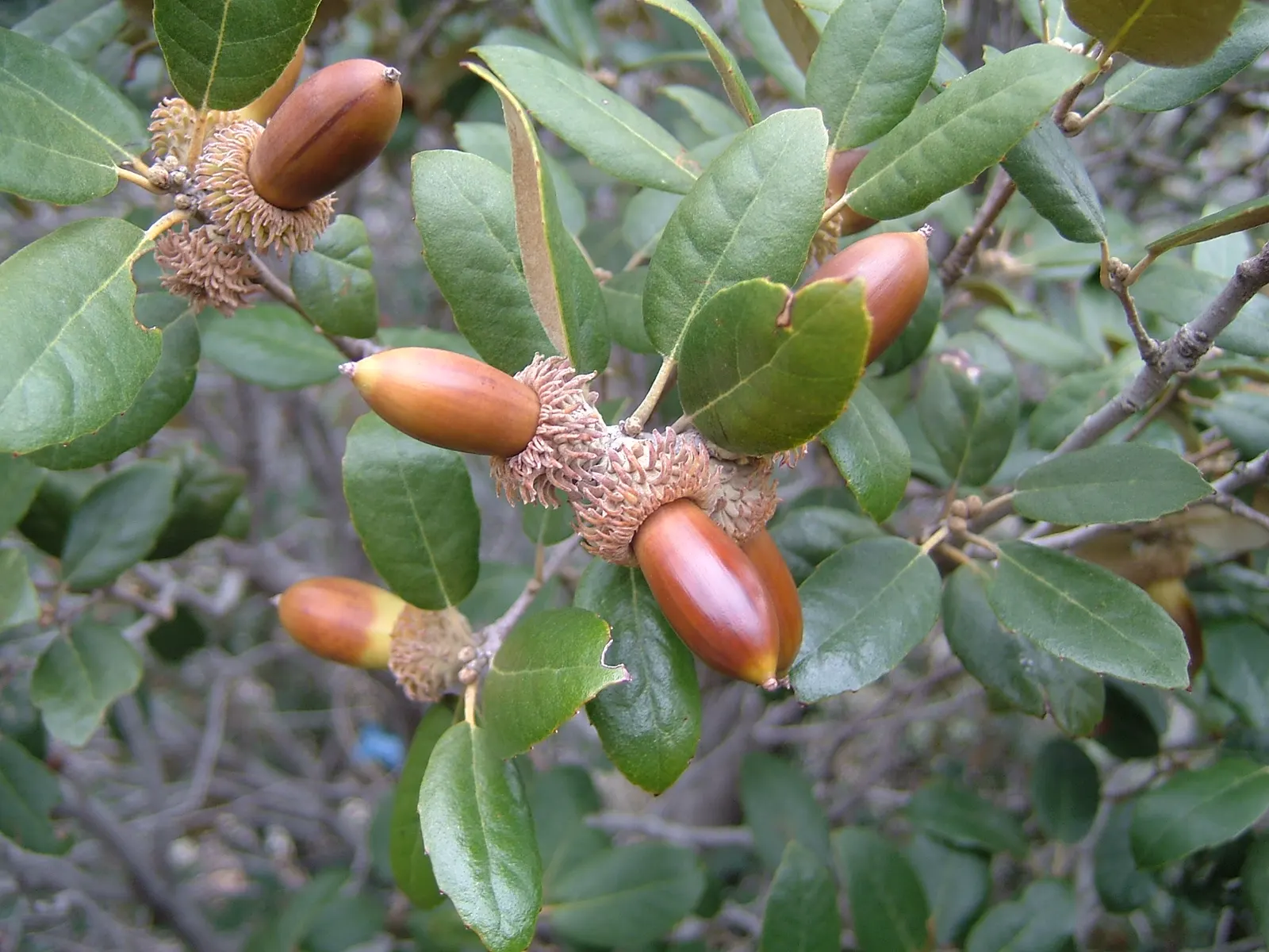 Maul Or Goldencup Oak, Canyon Live (Quercus Chrysolepis) — glossy green leaves with a pale gold underside