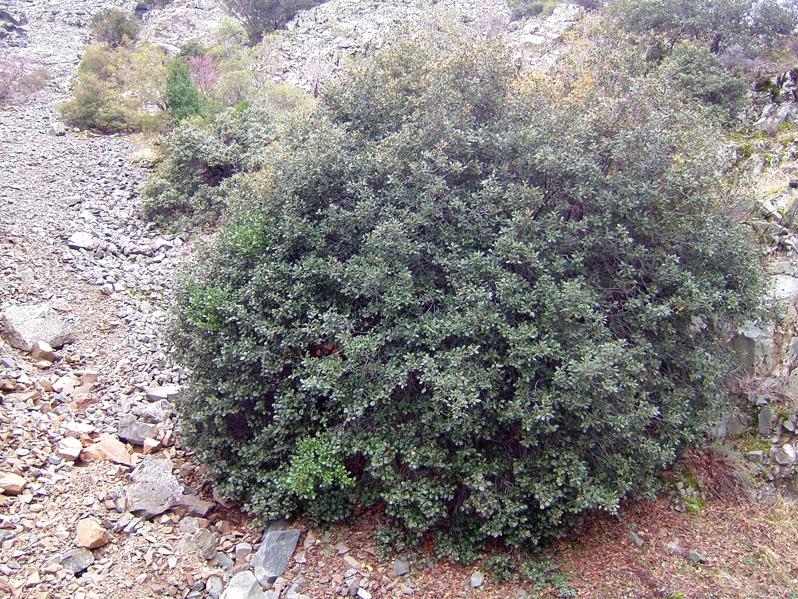 Maul Or Goldencup Oak, Canyon Live (Quercus Chrysolepis) — This oak thrives in well-drained soils, reaching 30-70 feet tall and up to 50 feet wide