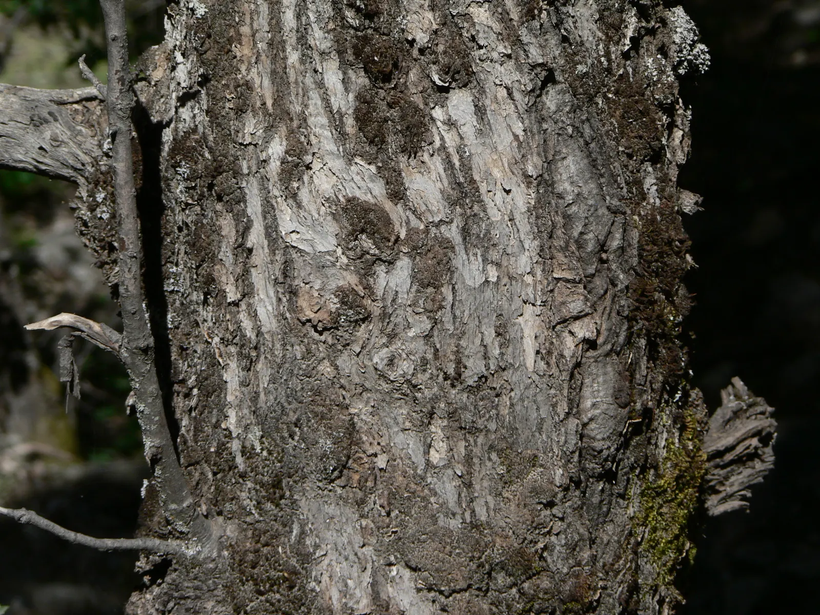 Maul Or Goldencup Oak, Canyon Live (Quercus Chrysolepis) — Acorns mature in two seasons, providing wildlife food