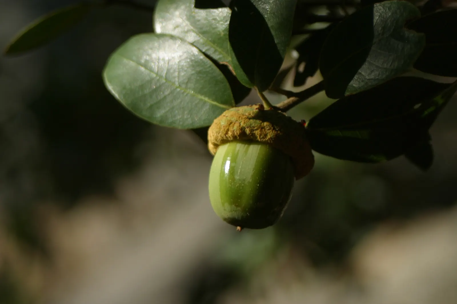 Maul Or Goldencup Oak, Canyon Live (Quercus Chrysolepis) — enhancing its visual appeal.<br><br>This oak species thrives in a range of conditions