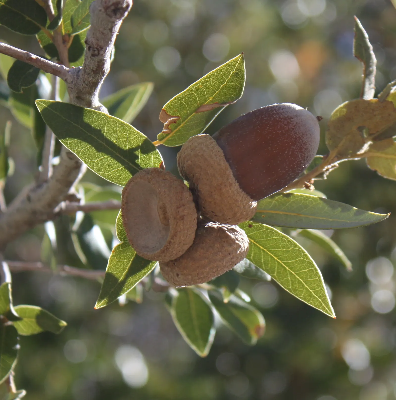 Maul Or Goldencup Oak, Canyon Live (Quercus Chrysolepis) — the Canyon Live Oak offers year-round visual interest