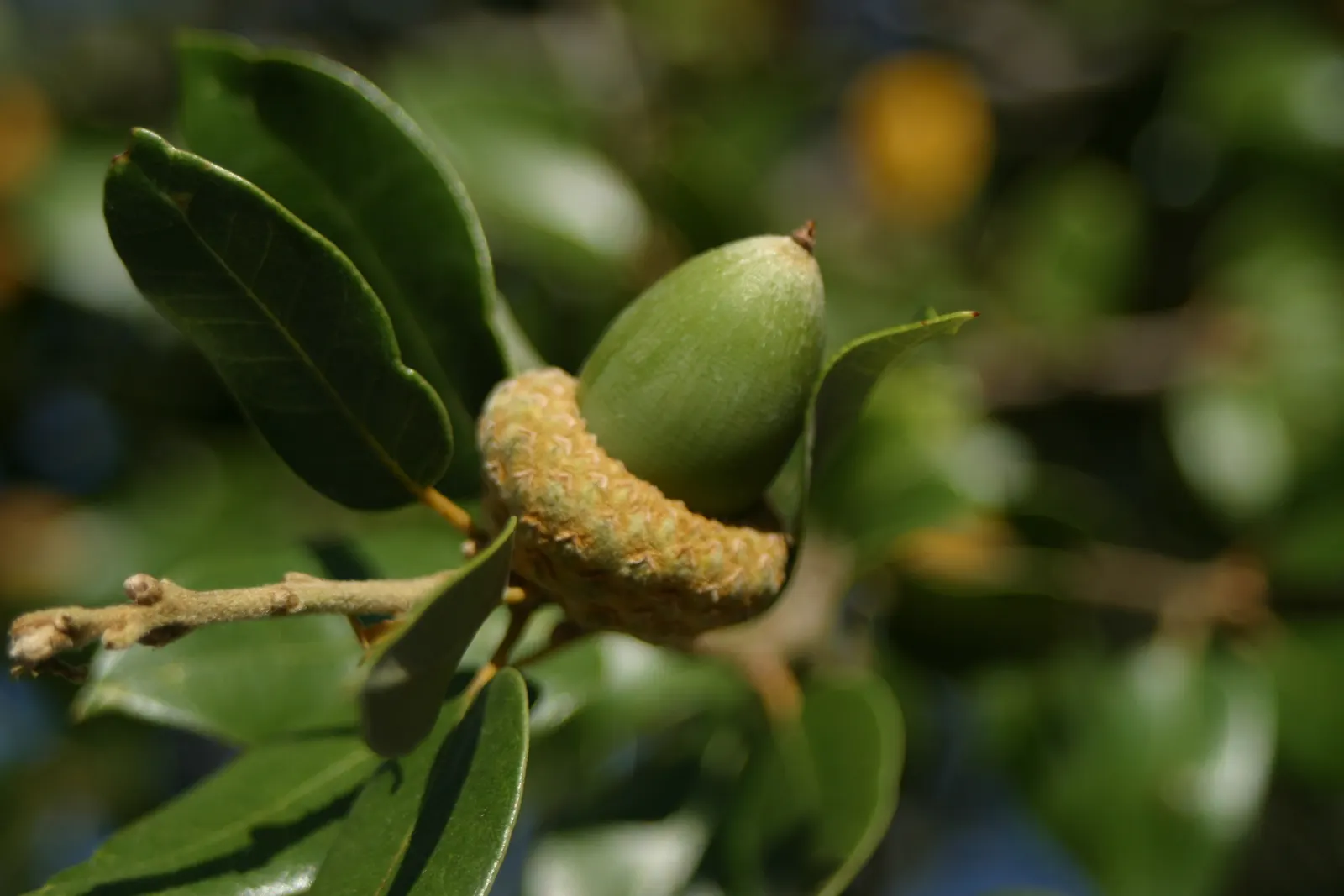 Maul Or Goldencup Oak, Canyon Live (Quercus Chrysolepis) — adding seasonal charm and serving as a food source for local wildlife