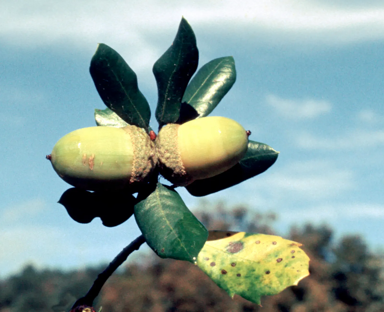 Maul Or Goldencup Oak, Canyon Live (Quercus Chrysolepis) — In addition to their attractive foliage