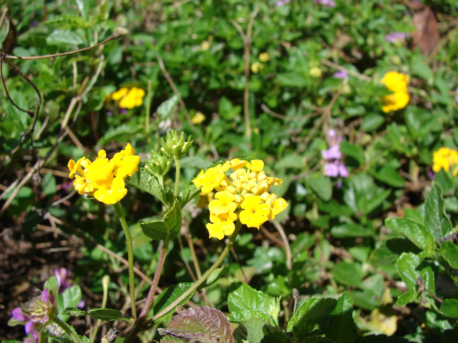 Trailing Lantana Yellow (Lantana 'Trailing Yellow') — evergreen ground cover that reaches up to 18 inches in height and spreads up to 4 feet