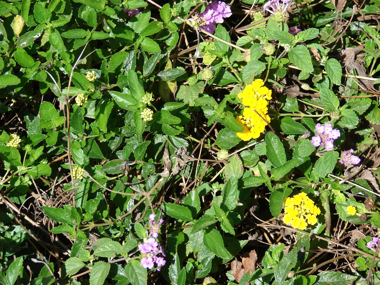 Trailing Lantana Yellow (Lantana 'Trailing Yellow') — This perennial is prized for its clusters of lemon-yellow flowers