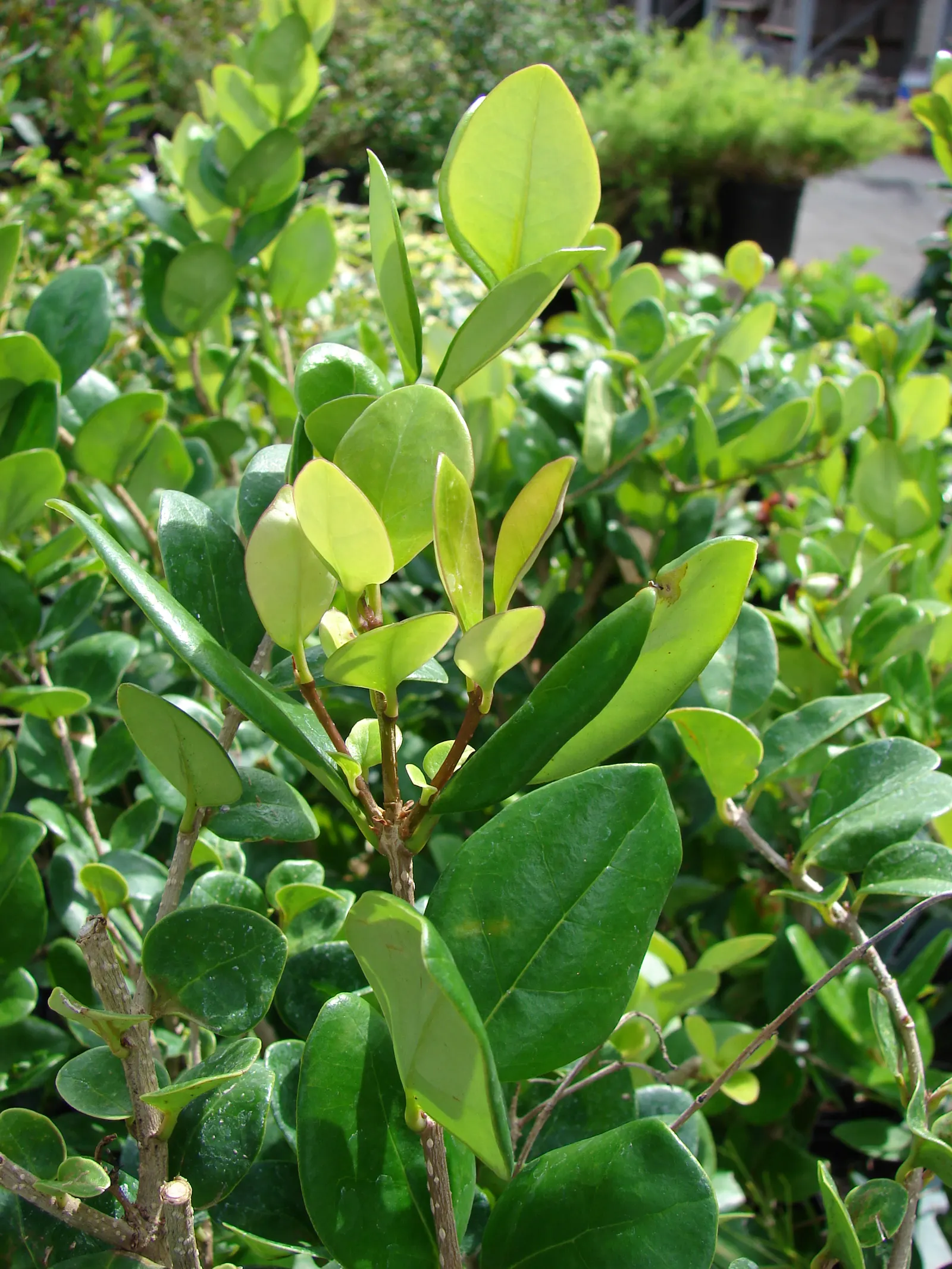 Waxleaf Privet (Ligustrum Japonicum 'Texanum') — Ligustrum Japonicum 'Texanum,' is an evergreen shrub standing 8-10 feet tall with a spread of 4-6 feet