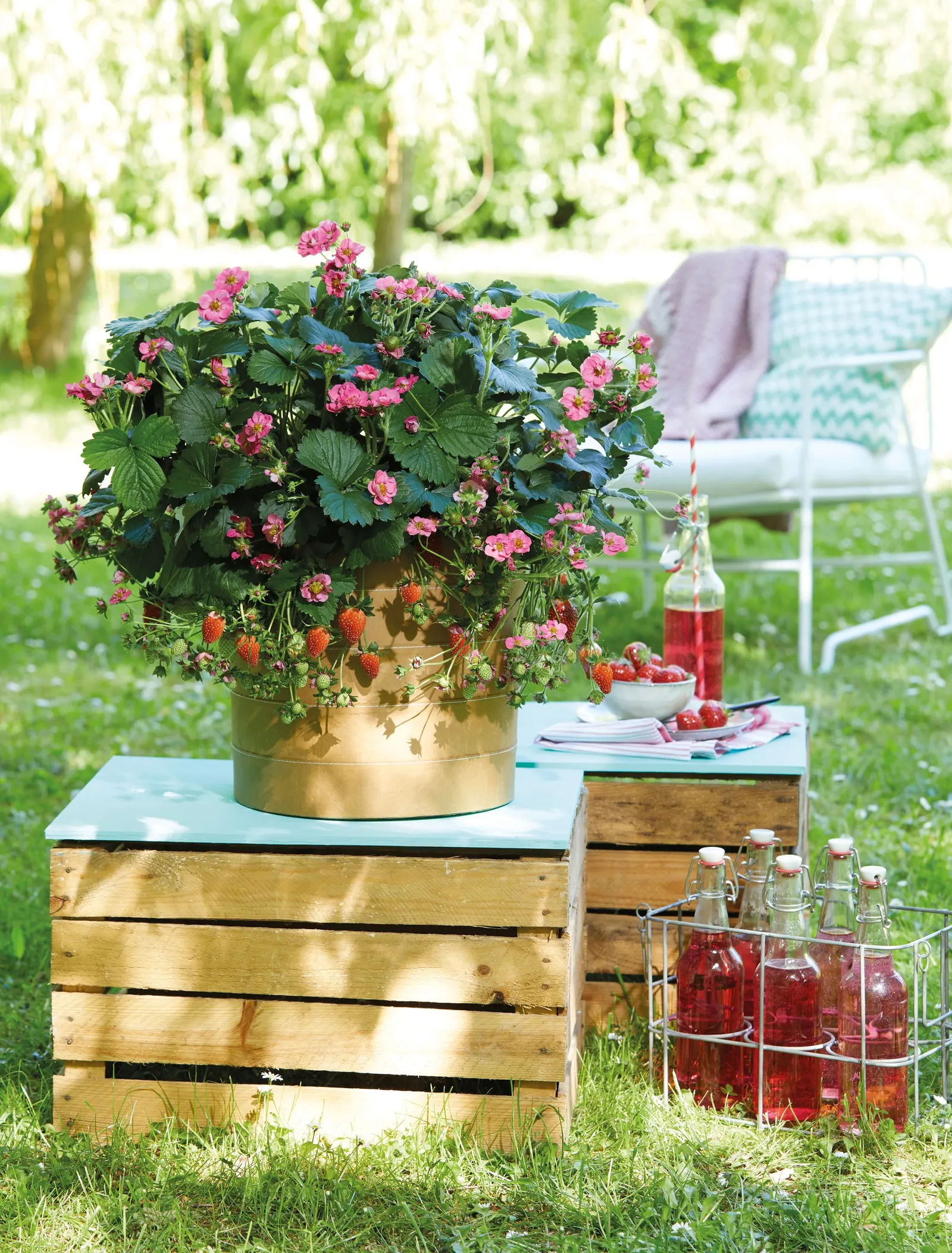 Garden Strawberry (Fragaria ananassa) — commonly referred to as Pink Strawberry