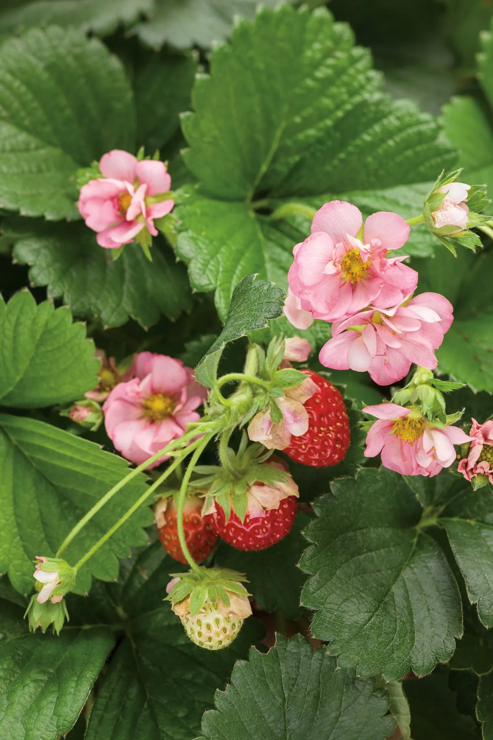 Garden Strawberry (Fragaria ananassa) — well-drained soil and keep moisture even