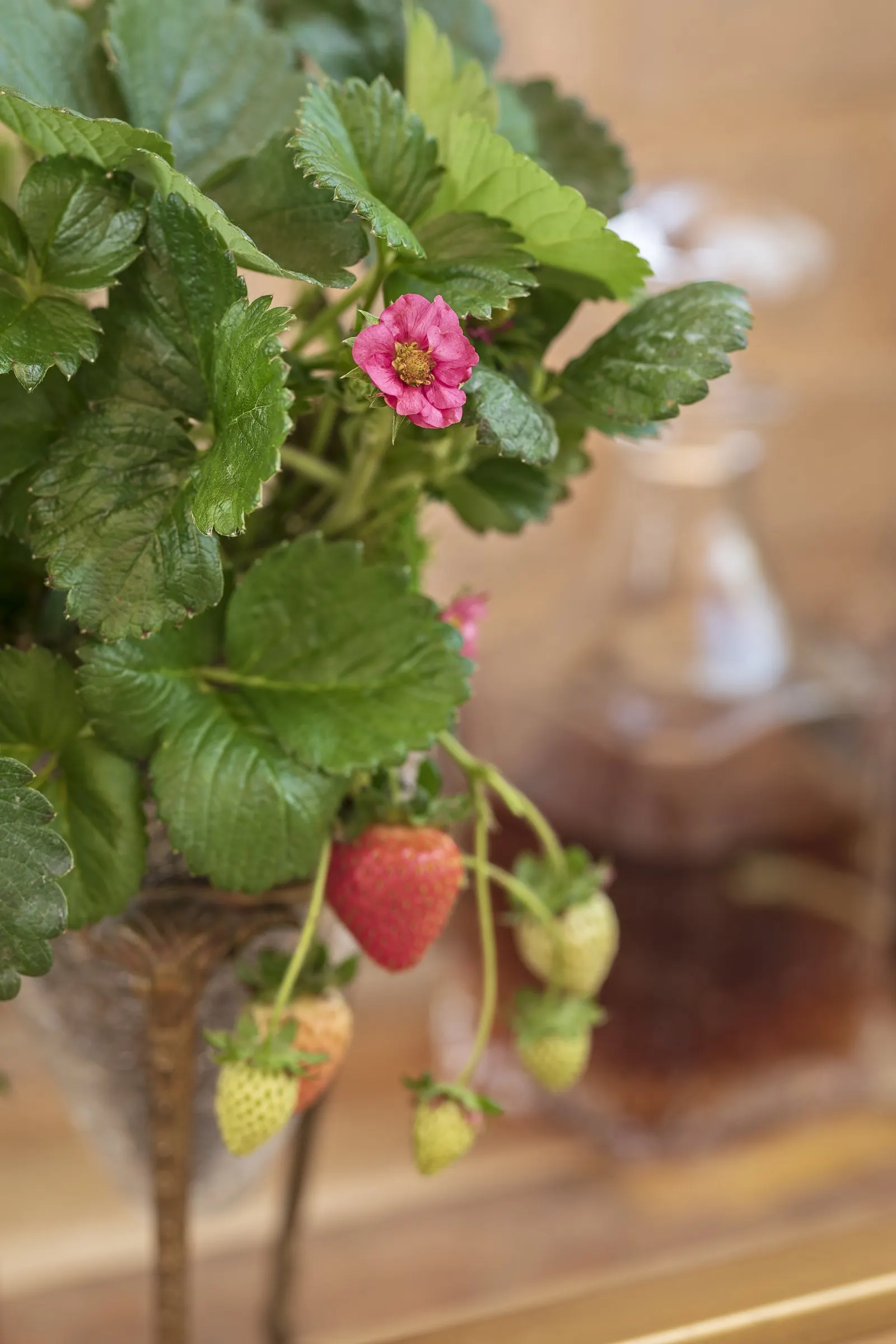 Garden Strawberry (Fragaria ananassa) — with at least 6 hours of direct light and preferably more for the most abundant flowers and fruit
