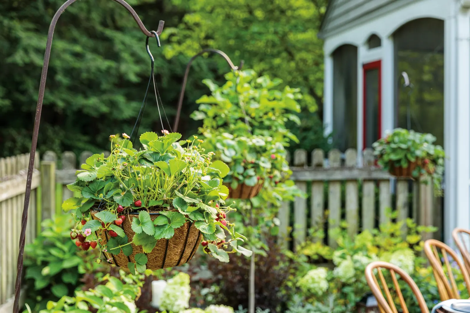 Garden Strawberry (Fragaria ananassa) — and sweet berries from planting to frost