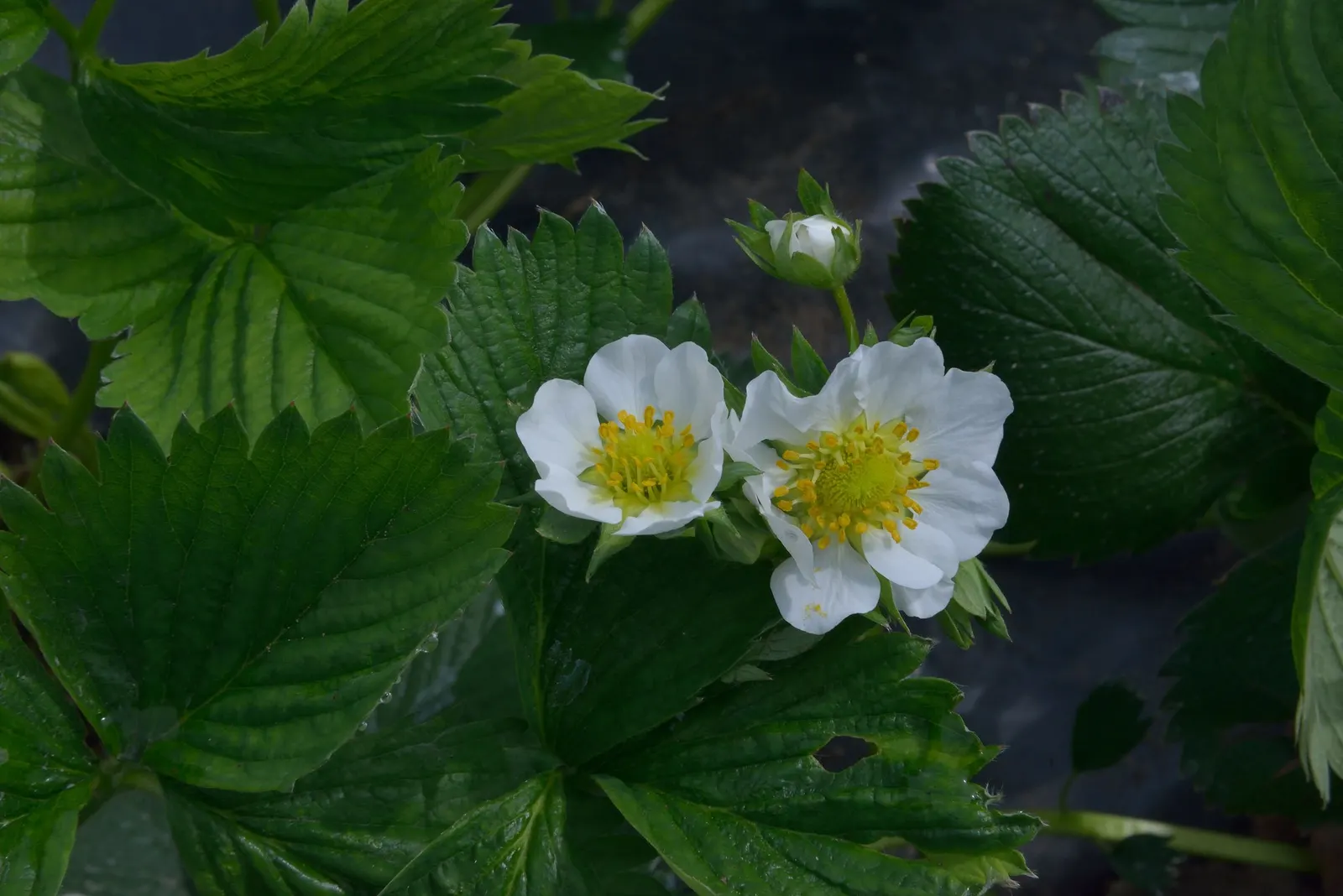 Garden Strawberry (Fragaria ananassa) — especially in containers where strawberries dry quickly