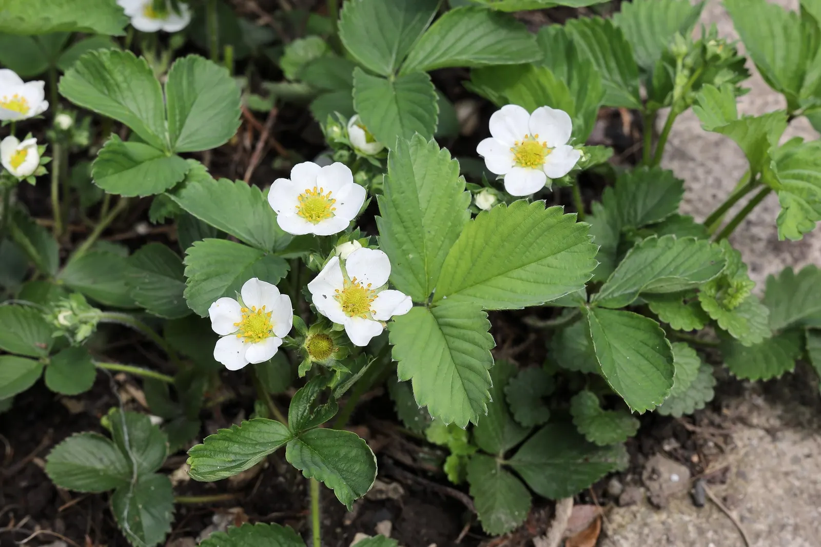 Garden Strawberry (Fragaria ananassa) — Plant in full sun with average to fertile; pink flowers in the garden