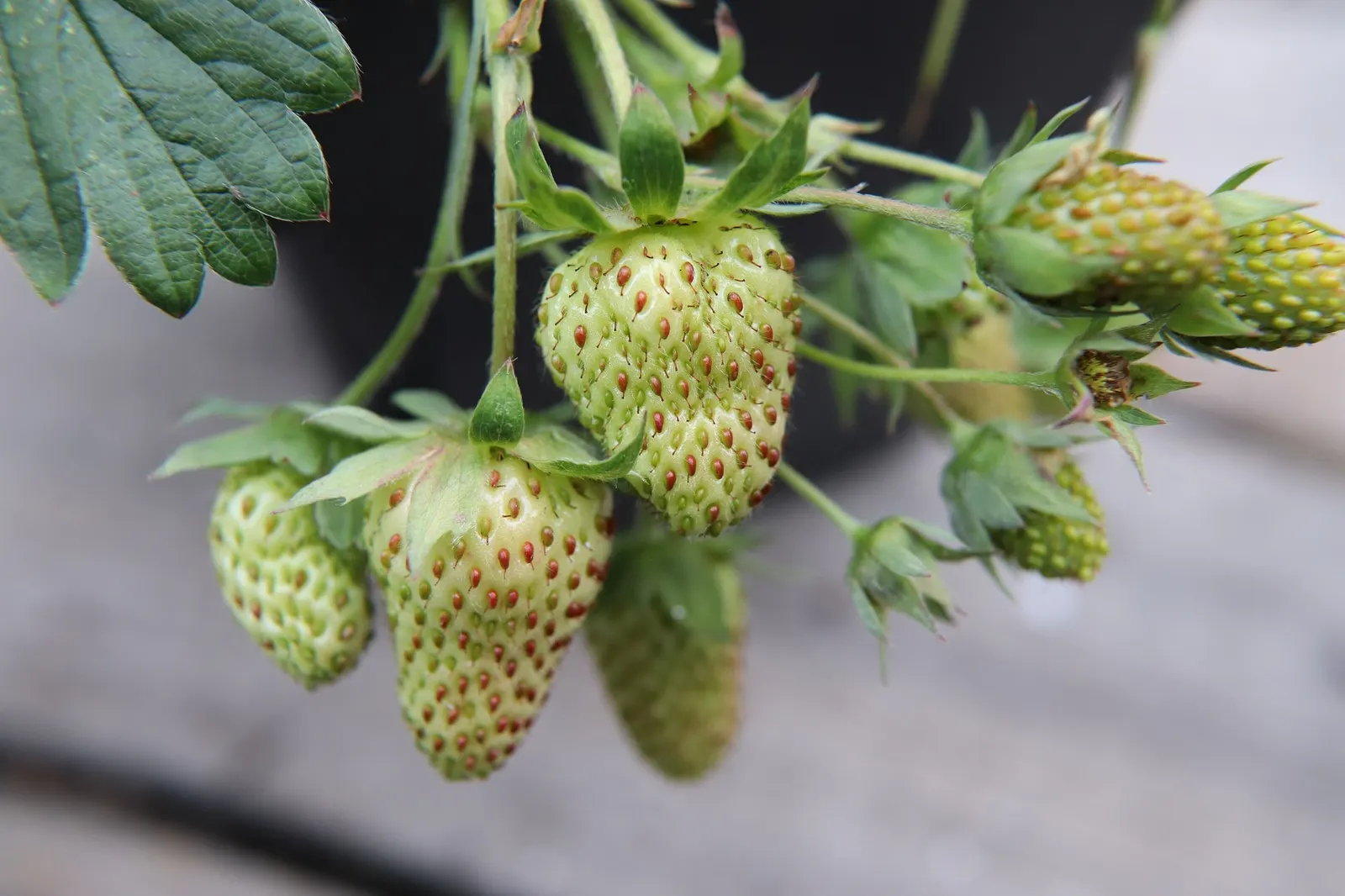 Garden Strawberry (Fragaria ananassa) — or a cheerful mass planting near paths and patios