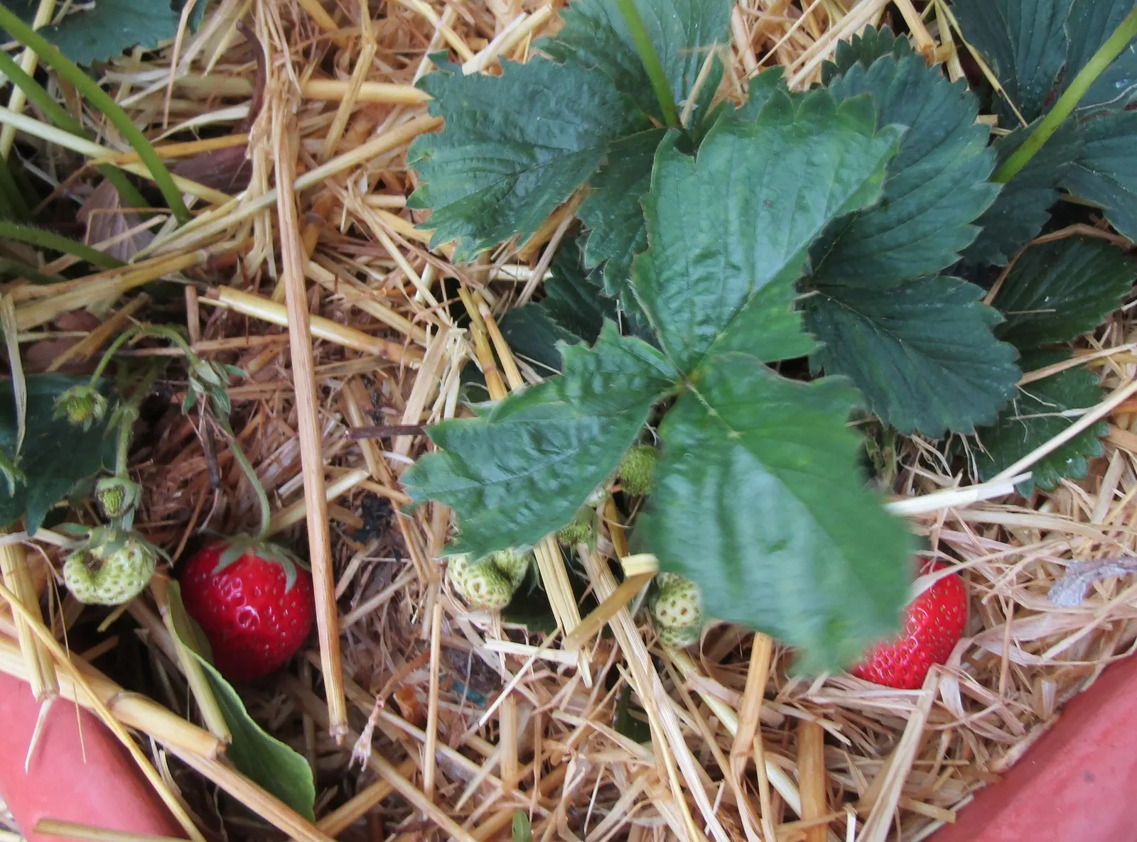 Garden Strawberry (Fragaria ananassa) — Though often grown as an annual for instant-season performance; its combination of delicate flowers