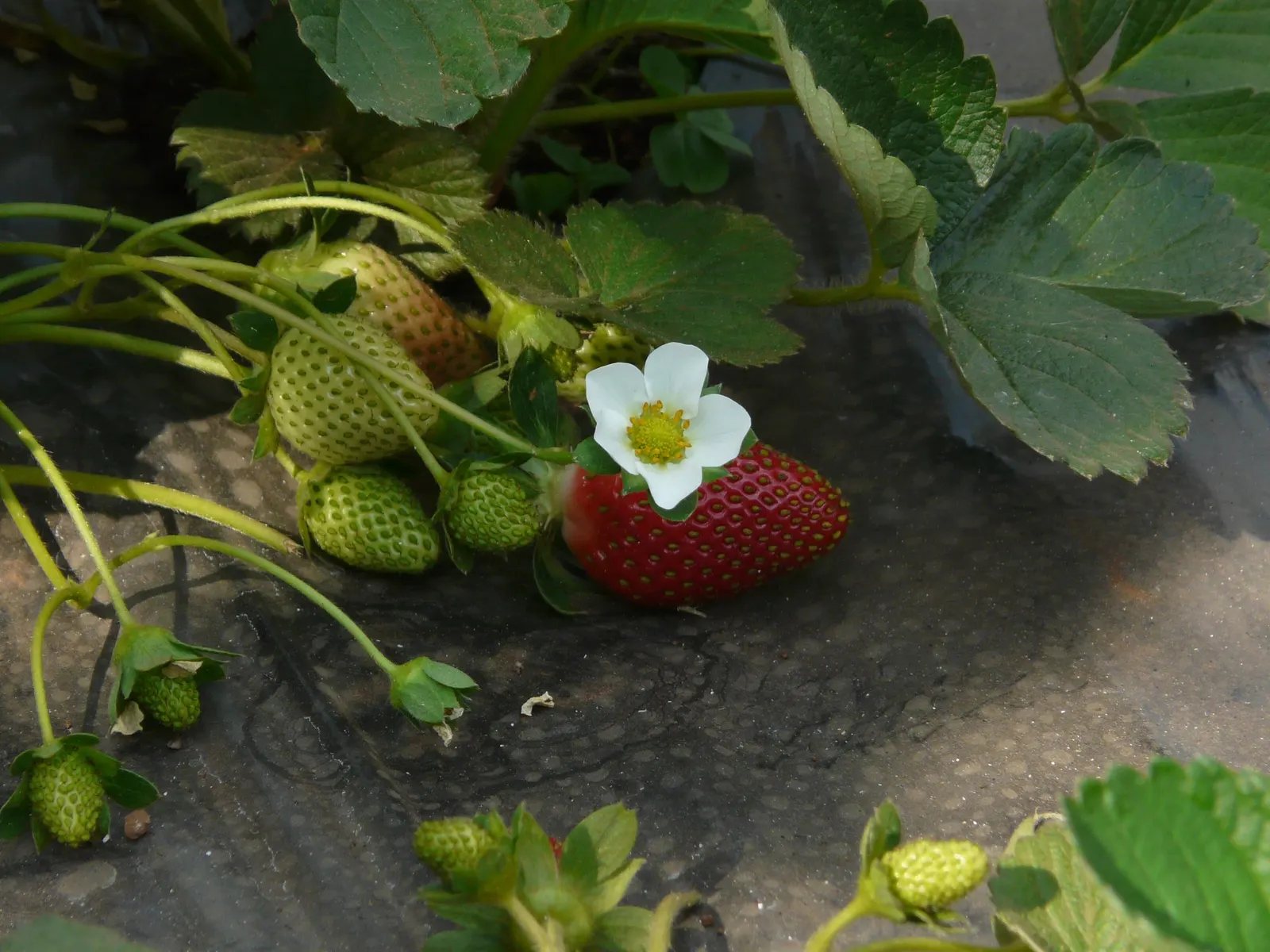Garden Strawberry (Fragaria ananassa) — commonly referred to as Pink Strawberry; from patio planters to sunny kitchen-garden edges.<br><br>Pink Strawberry